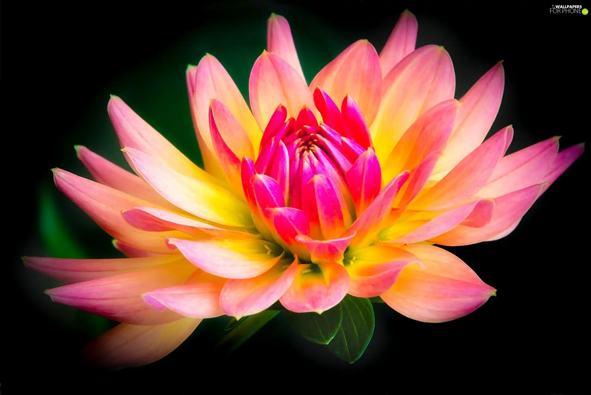 background, Dalia, Black