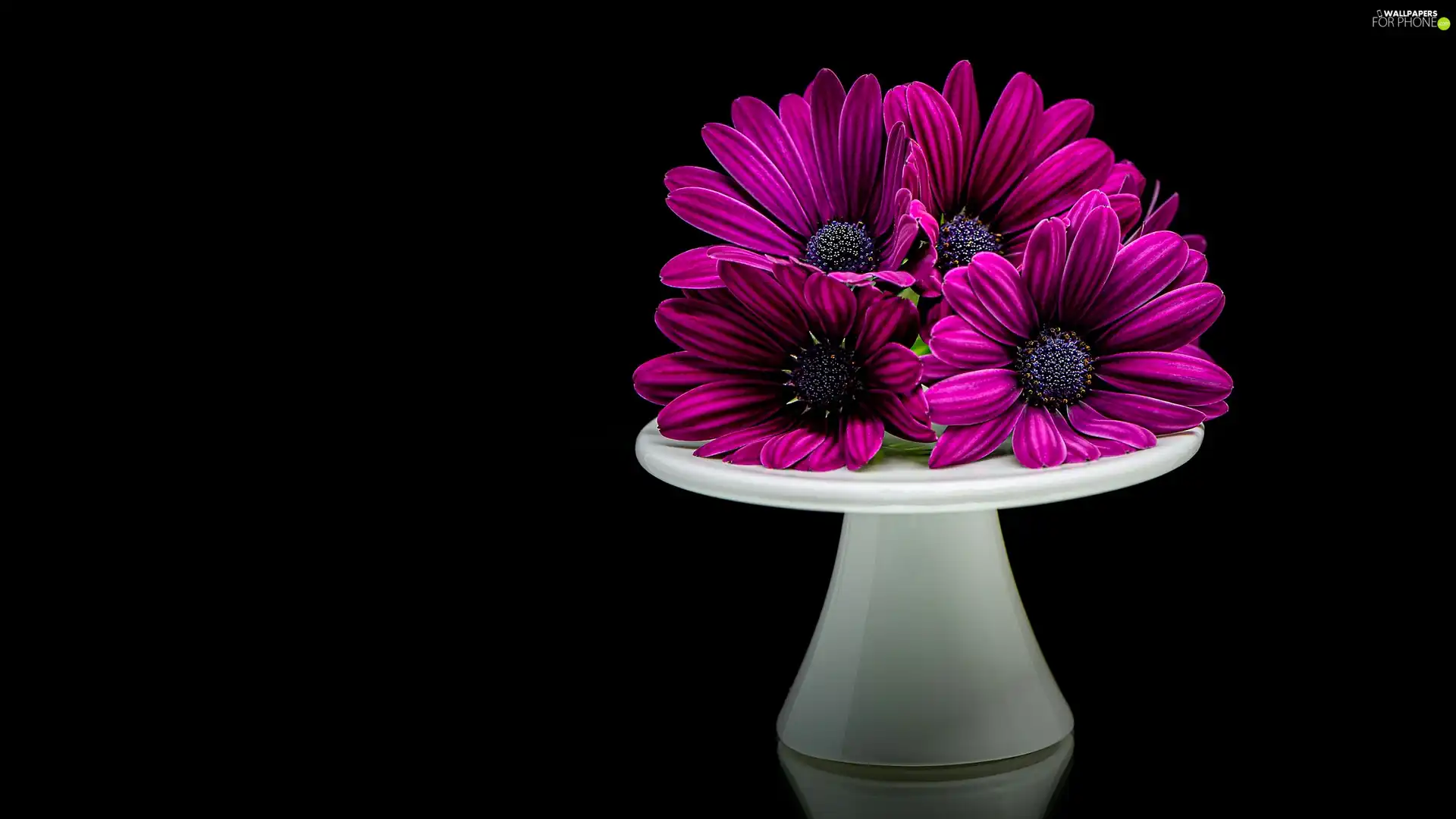 White, purple, Black, African Daisies, Three, stand, background