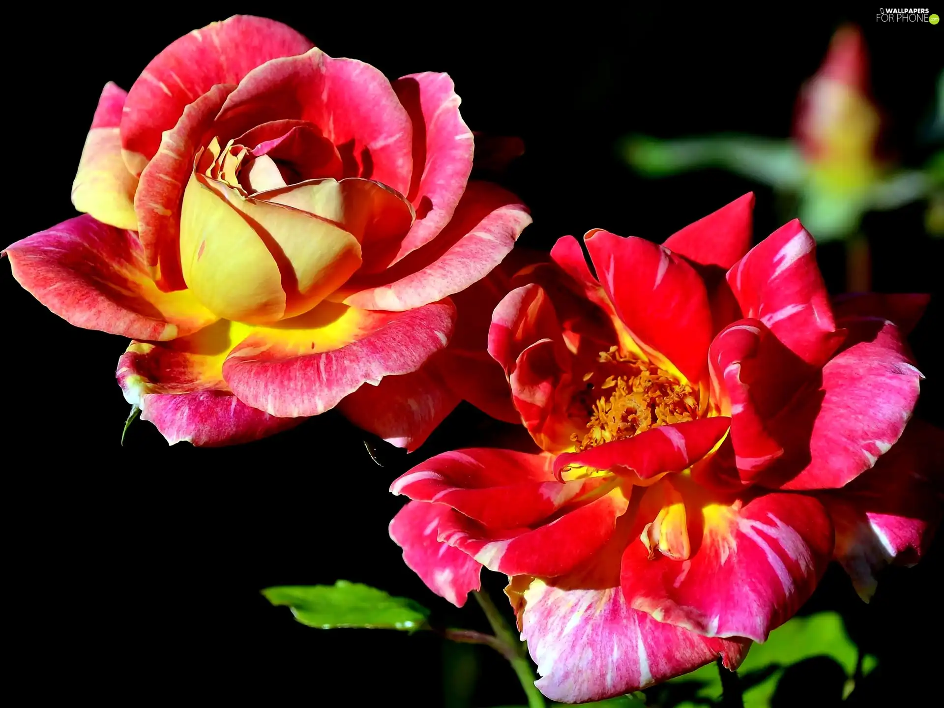 roses, black background