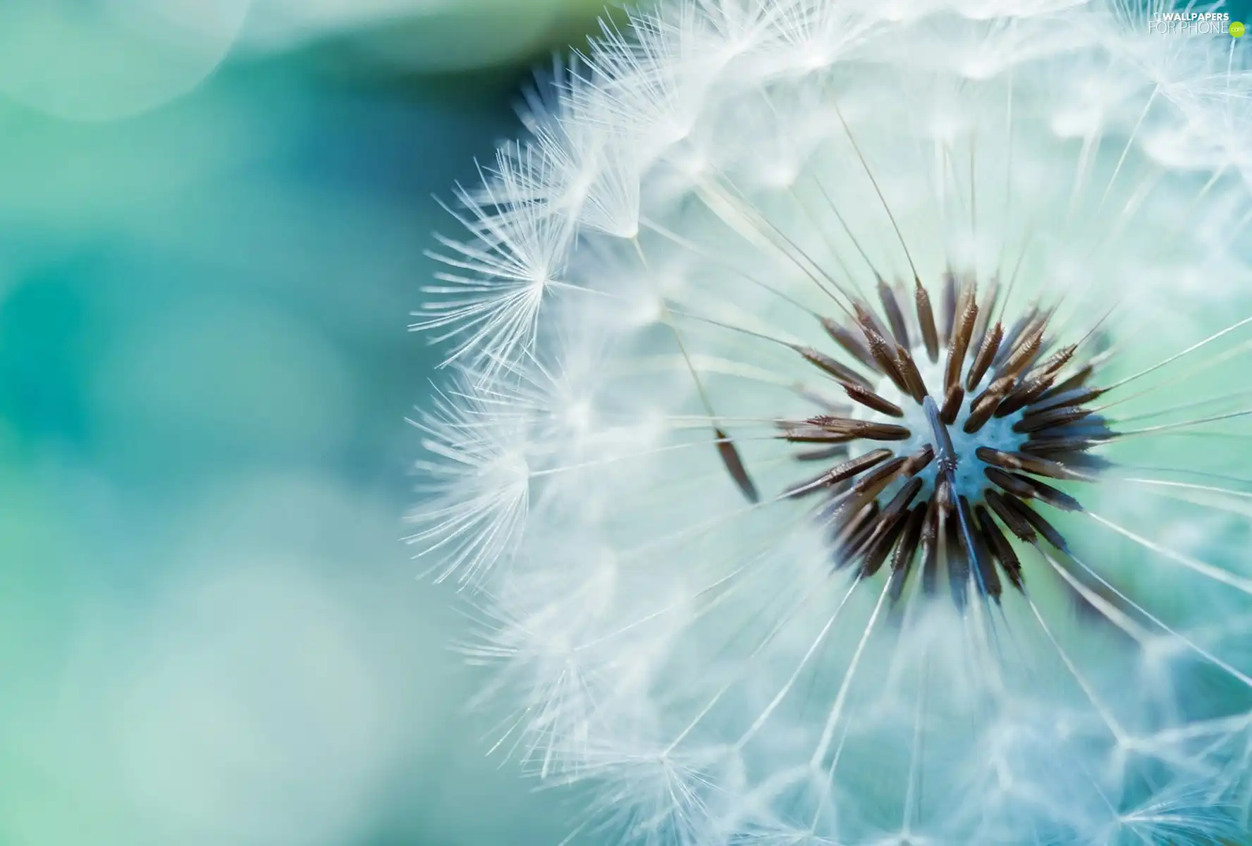 background, dandelion, Blue