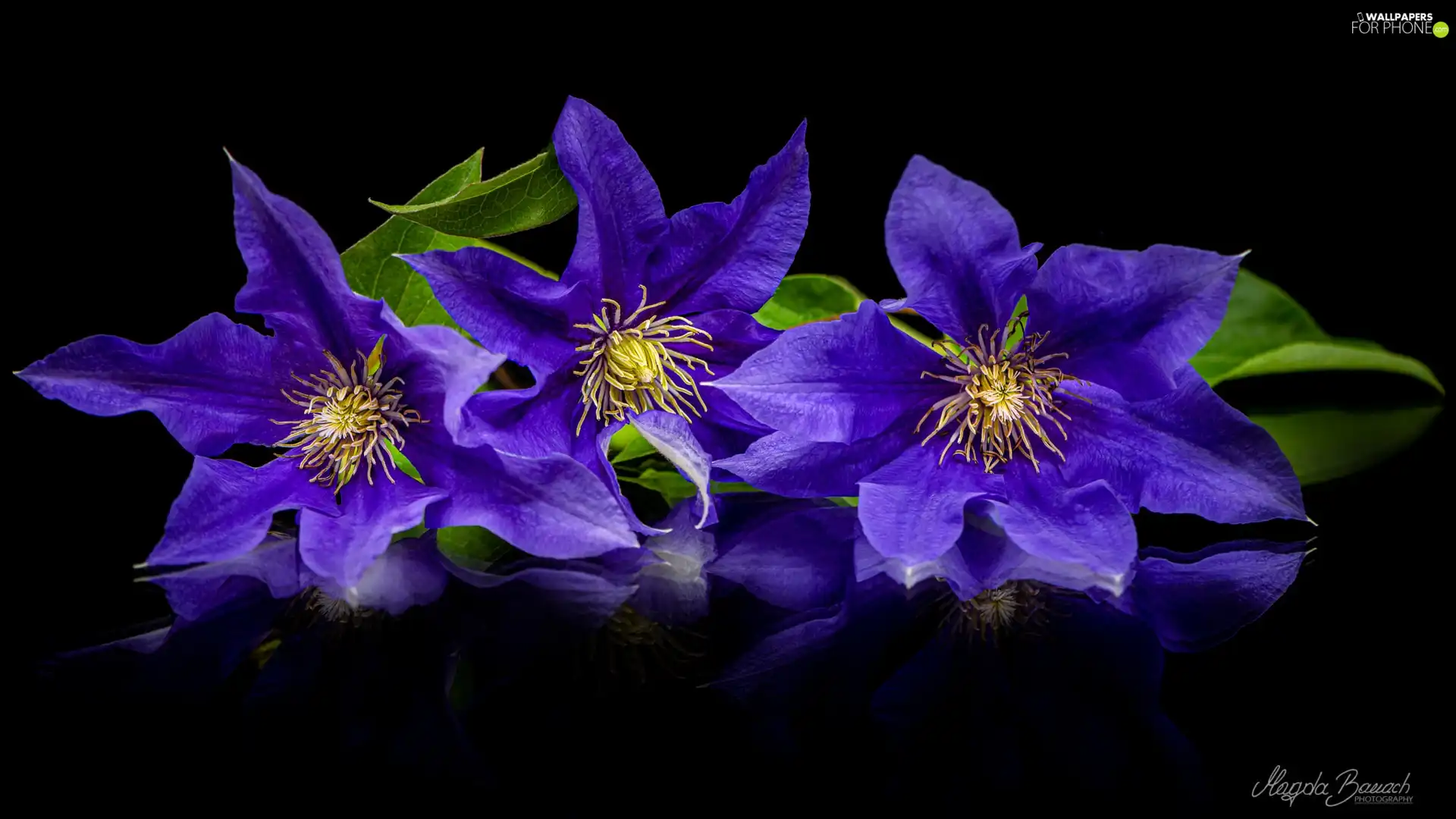 Black, background, Blue, Clematis, Flowers