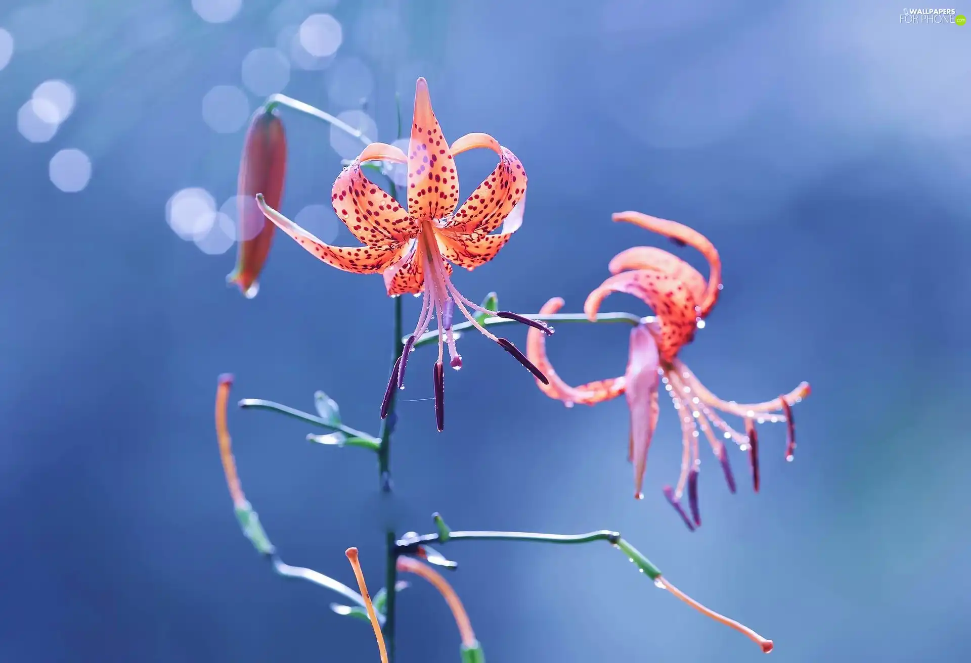 Tiger lily, Blue, background