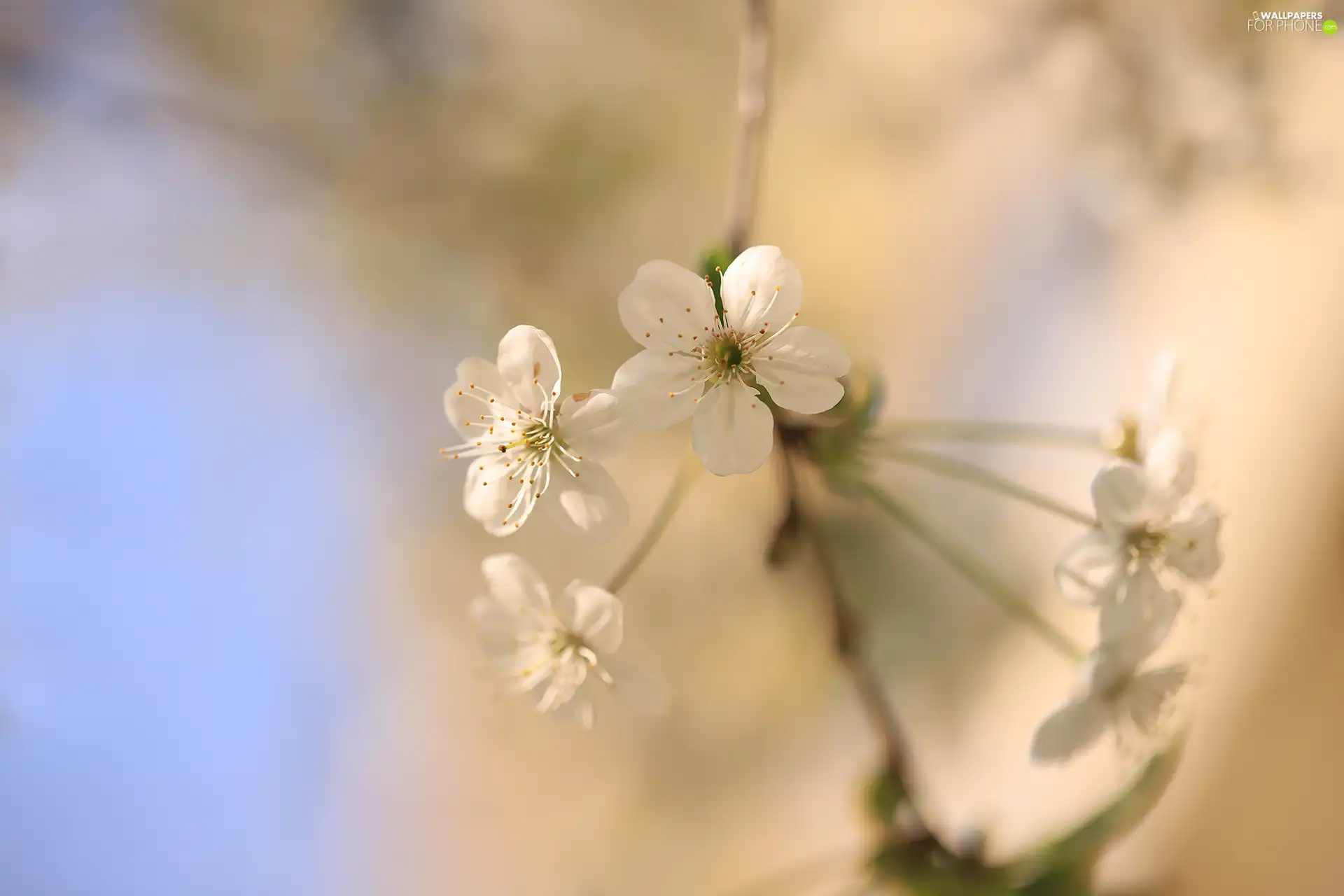 Fruit Tree, blurry background, Flowers, twig, White