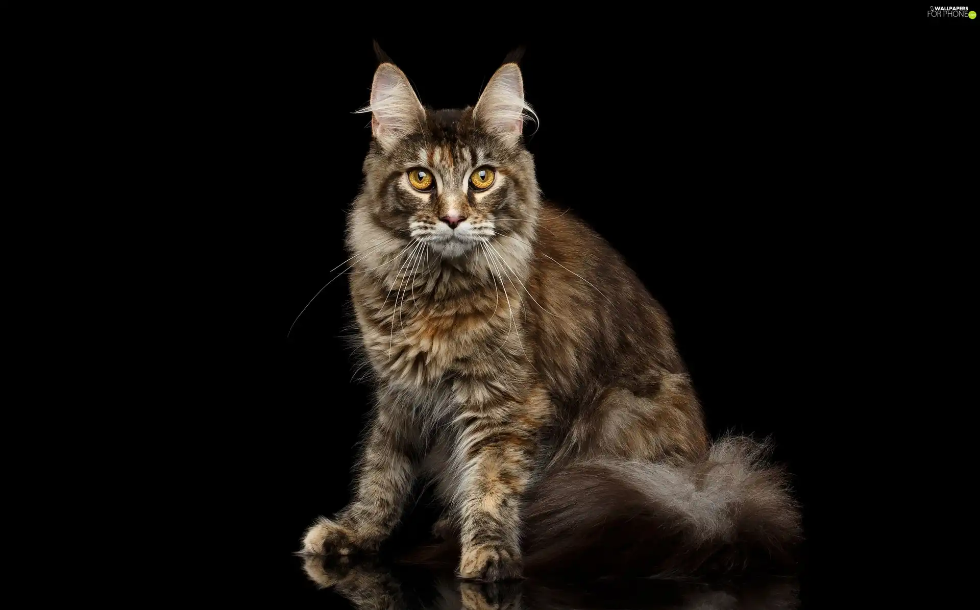 black background, cat, Maine Coon