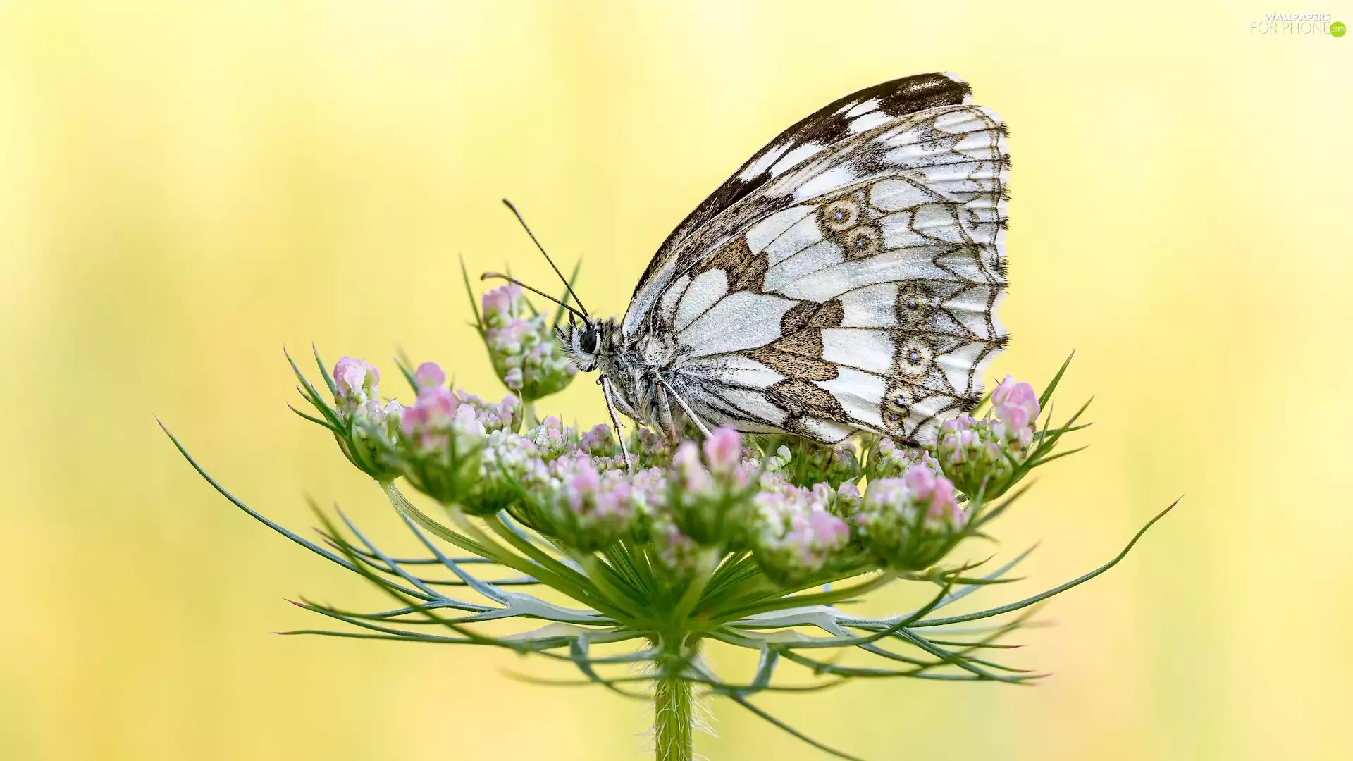 butterfly, plant, Yellow Background, marbled chessboard