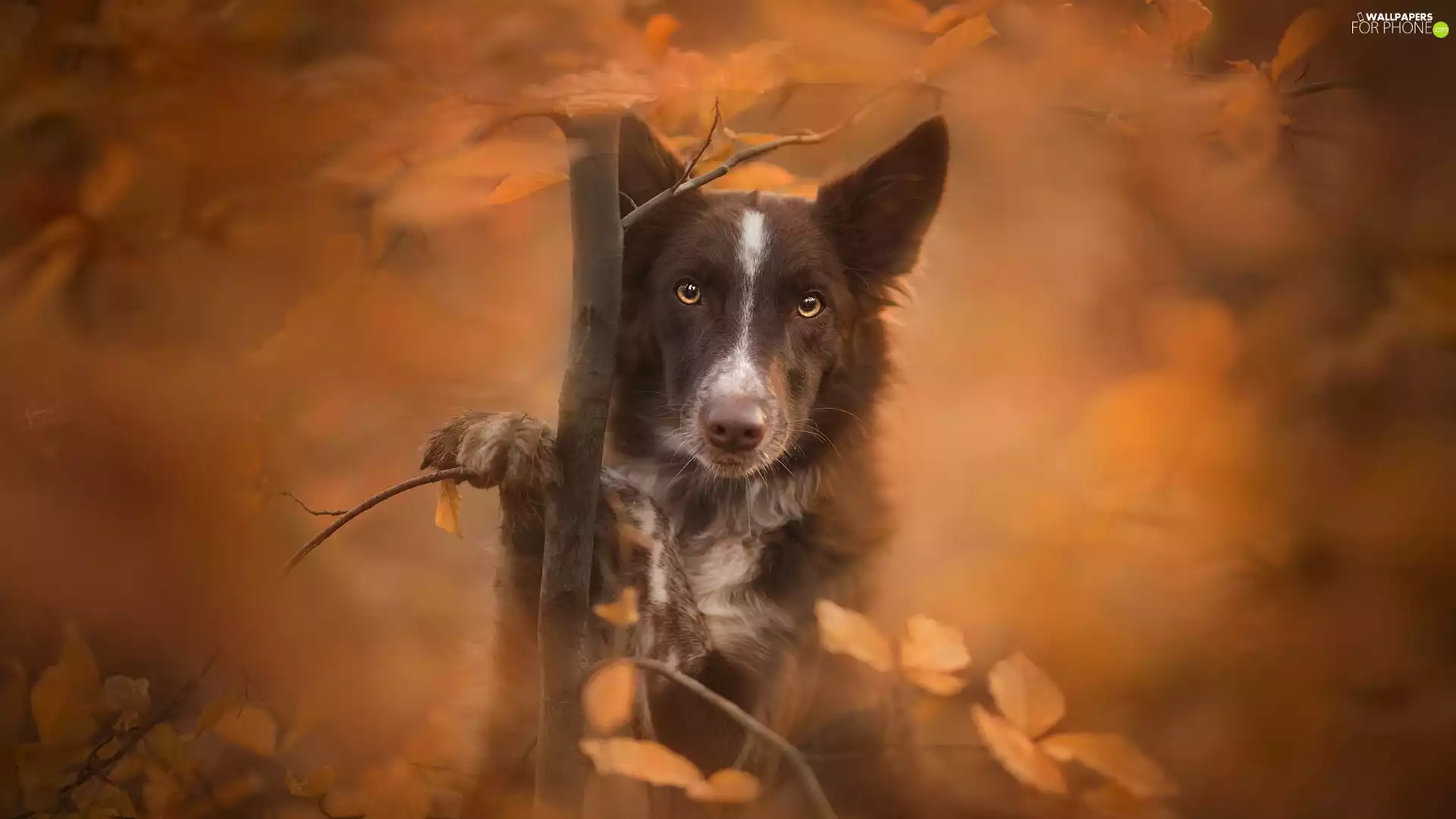 sapling, Border Collie, fuzzy, muzzle, dog, Leaf, background