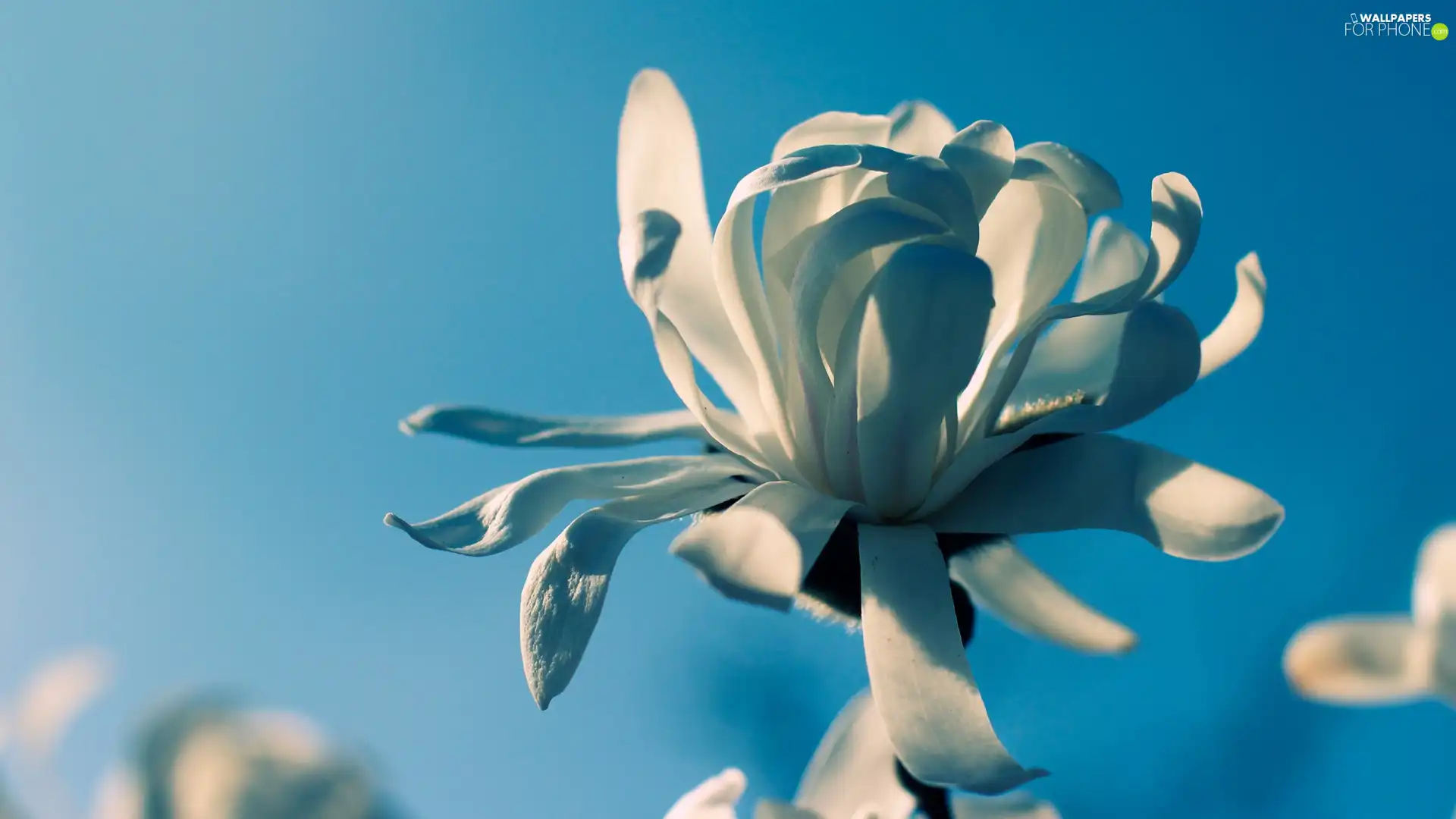 White, Blue, background, Colourfull Flowers