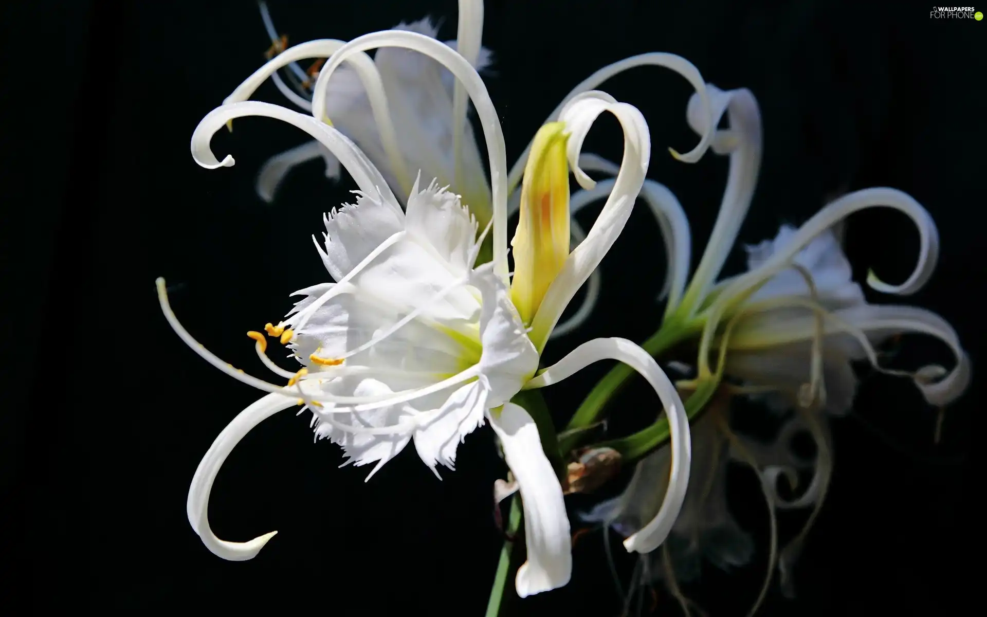 background, reflection, Colourfull Flowers, Black, White