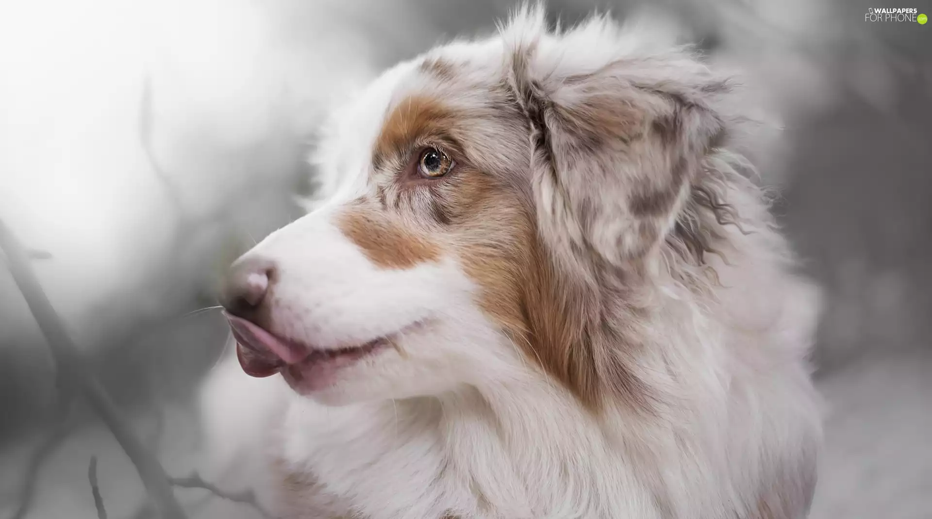 blurry background, dog, Australian Shepherd
