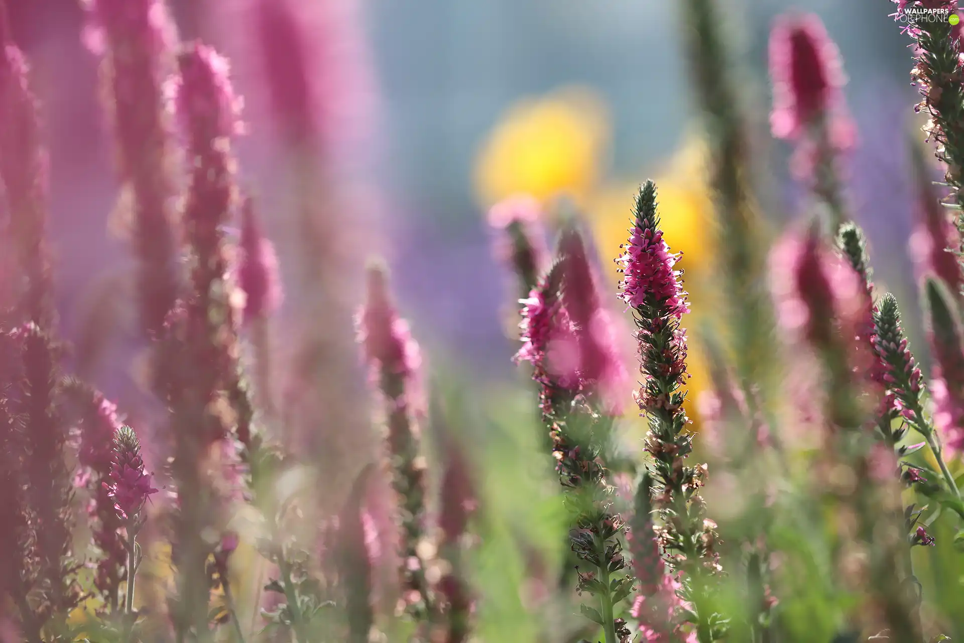 Pink, Close, blurry background, Colourfull Flowers