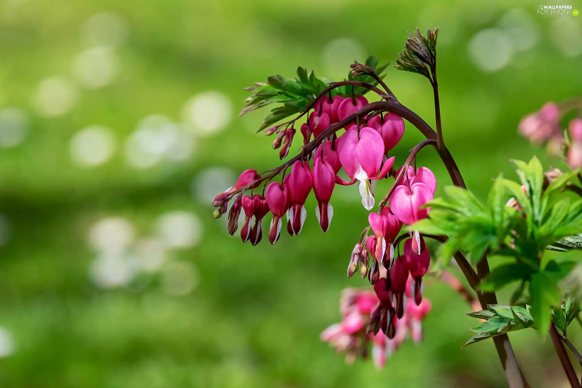 blurry background, Flowers, Bleeding Heart