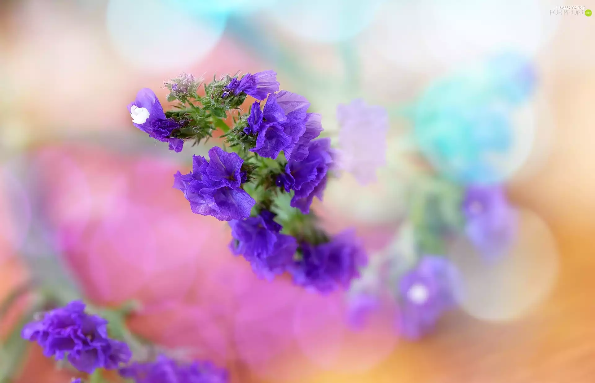color, background, Flowers, Bokeh, purple