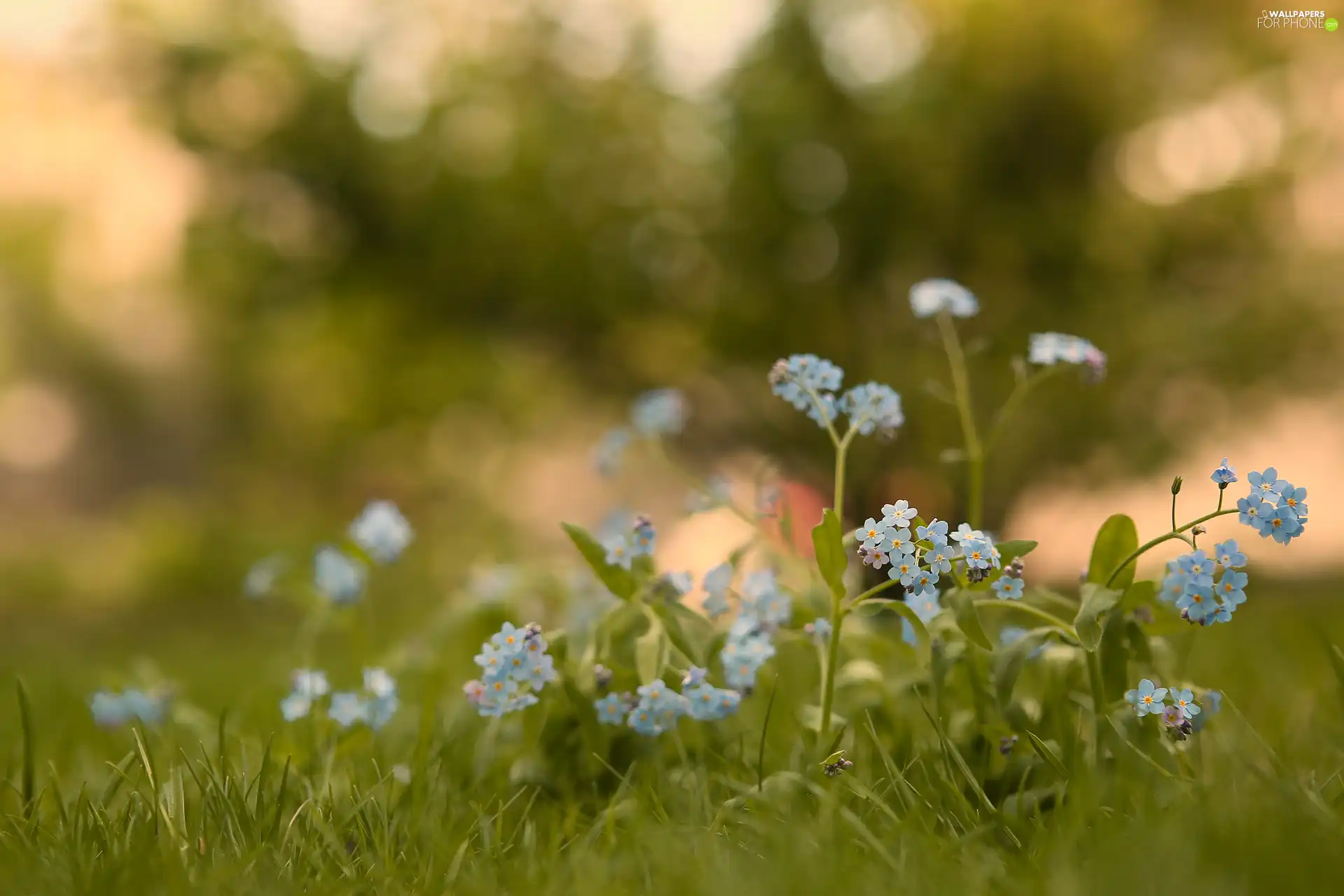 fuzzy, background, Forget, grass, Flowers