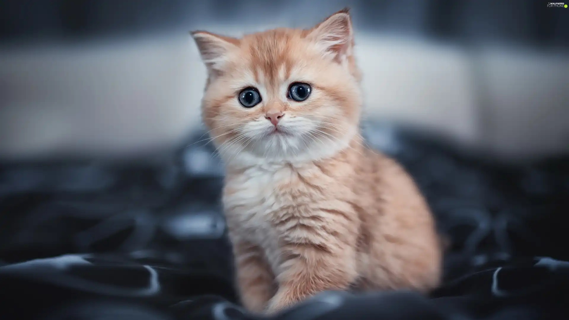 fuzzy, background, ginger, kitten, small