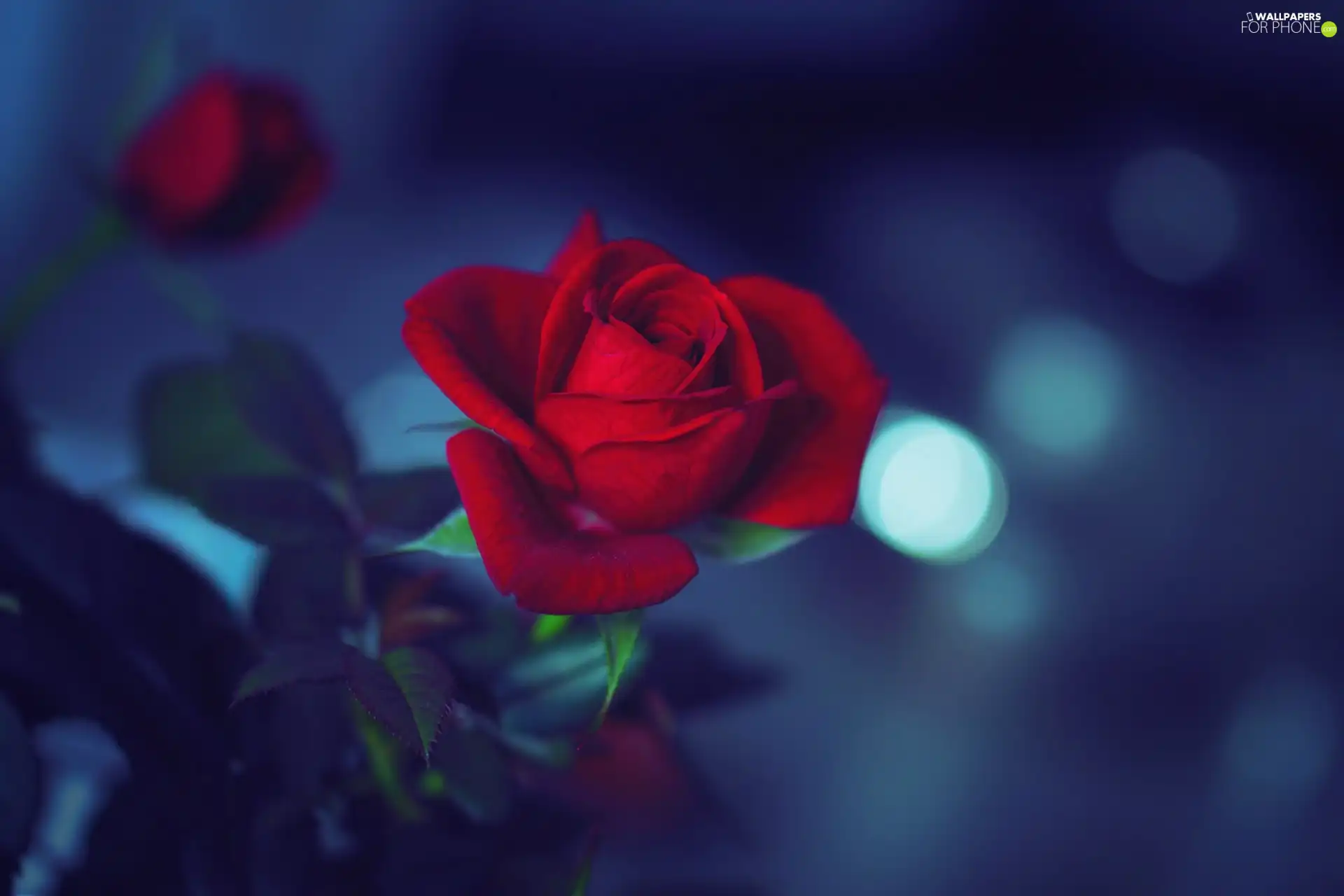 red hot, fuzzy, background, rose