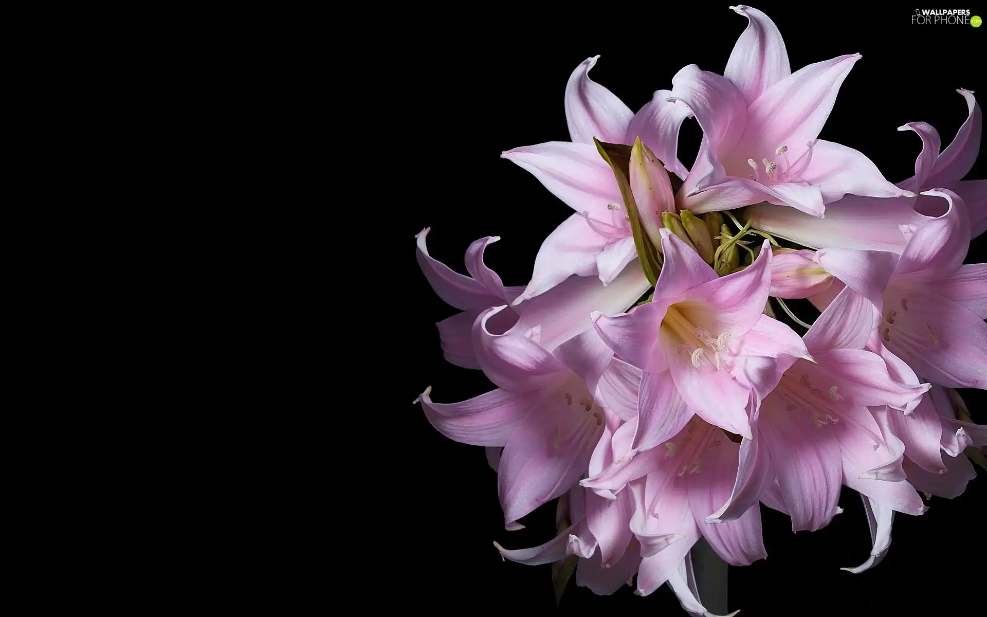 Pink, Black, background, amaryllis