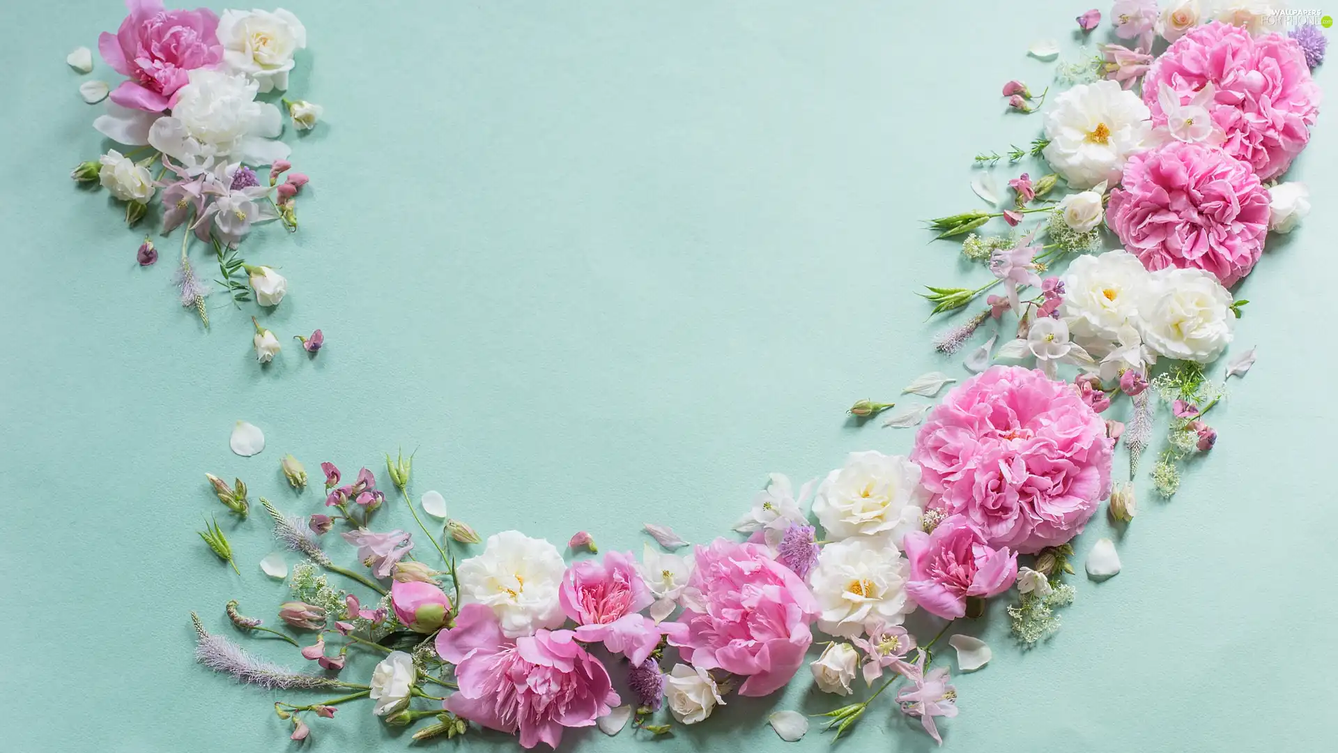 Flowers, White, Blue, background, Peonies, Pink