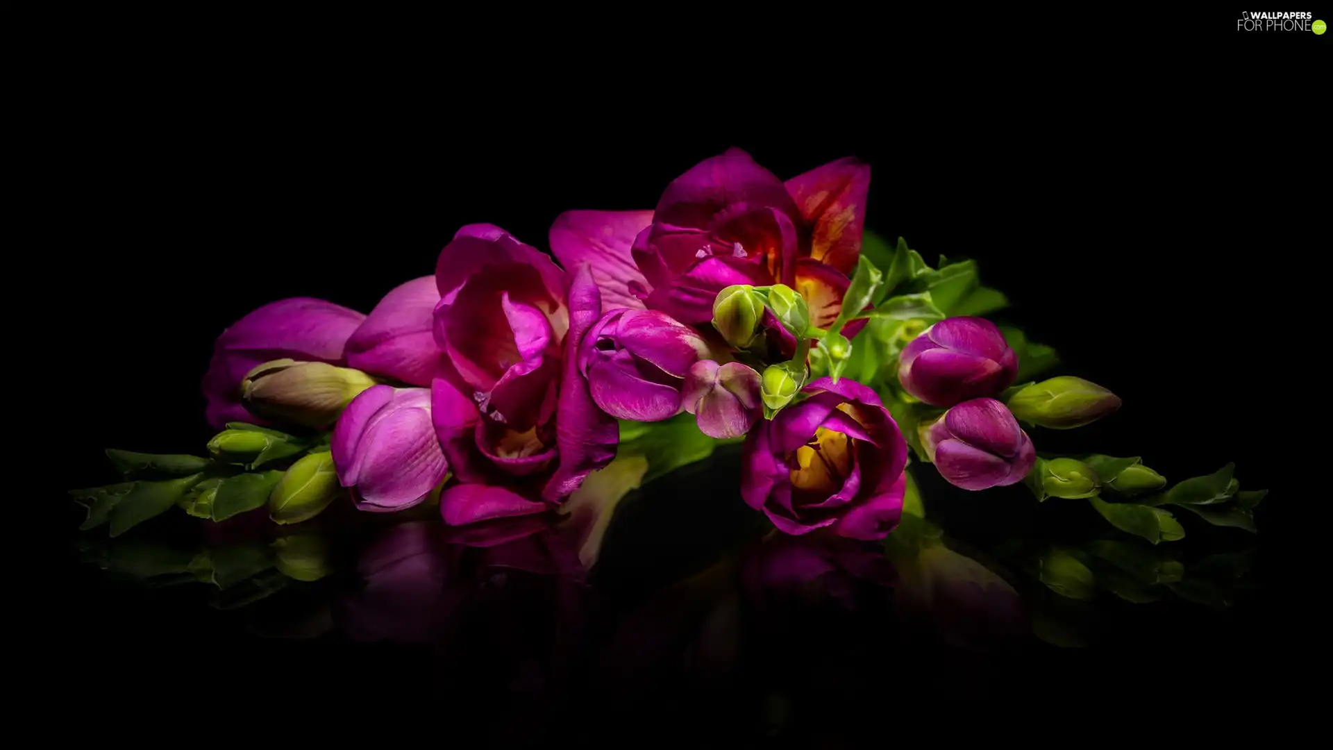 Black, background, Pink, Freesias, Flowers