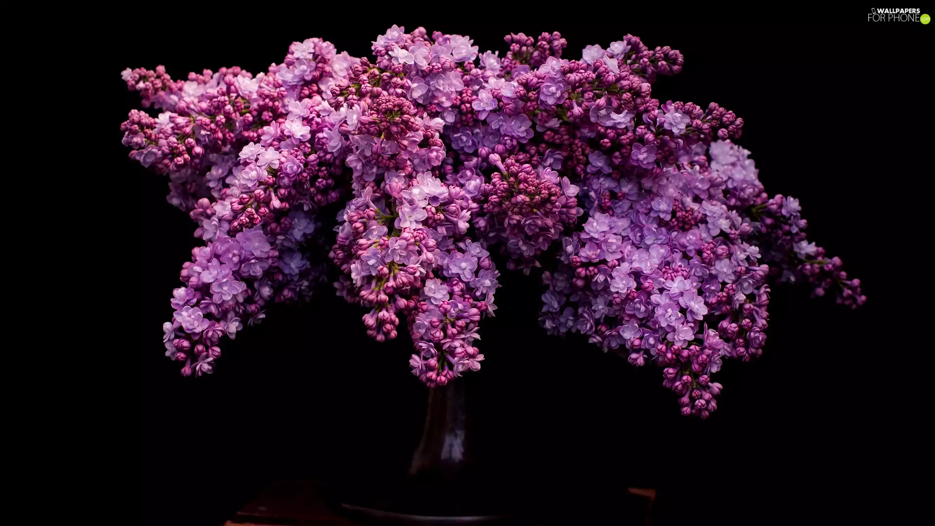 Flowers, without, dark, background, bouquet, purple