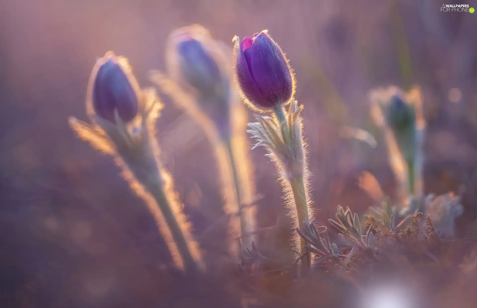 fuzzy, background, purple, pasque, Flowers