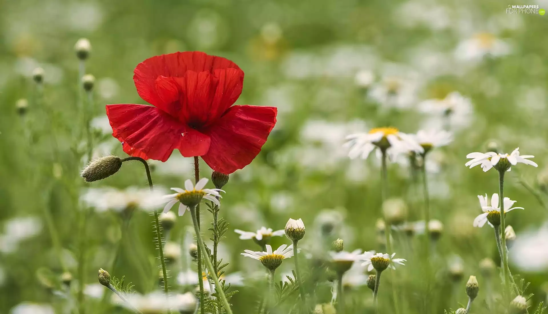 blurry background, red weed, chrysanthemums