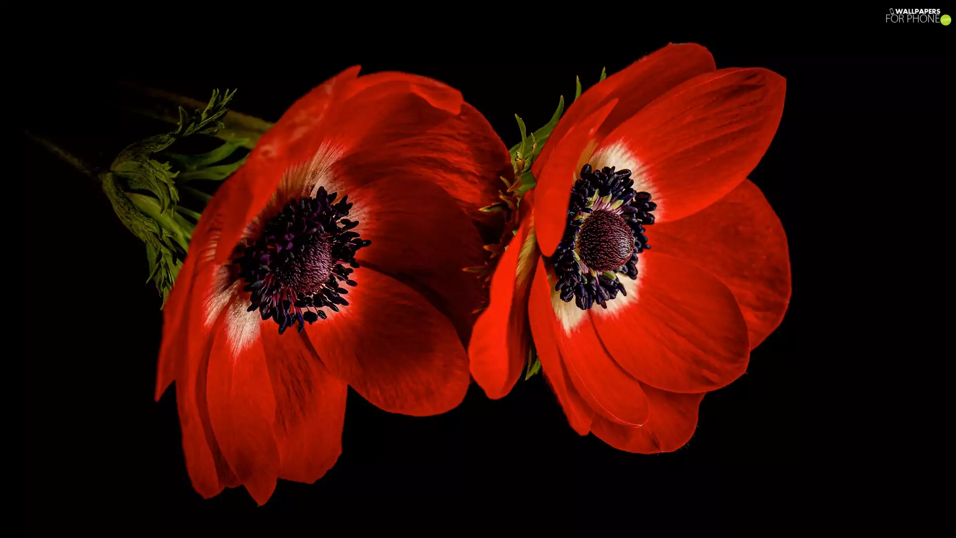 Black, background, Red, Anemones, Flowers