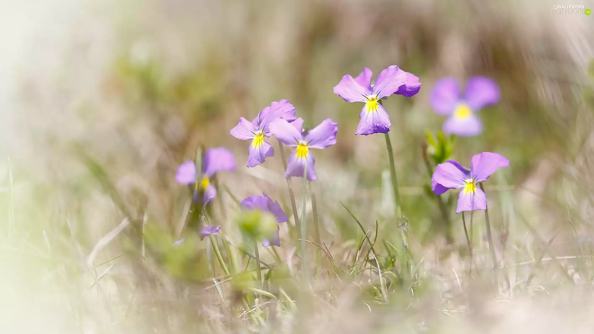 Meadow, Flowers, fuzzy, background, Plants, Violets
