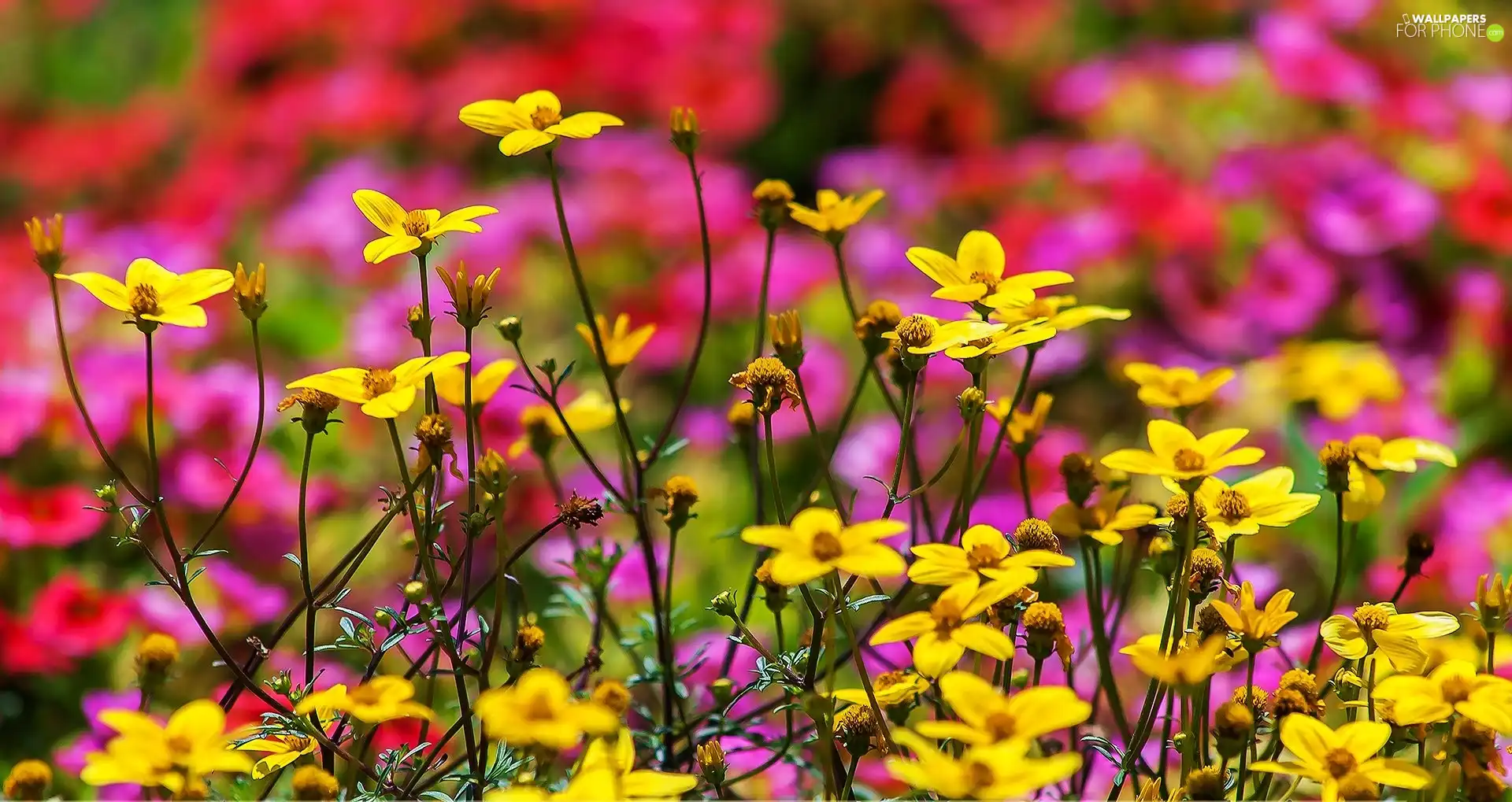 Yellow, color, background, Flowers