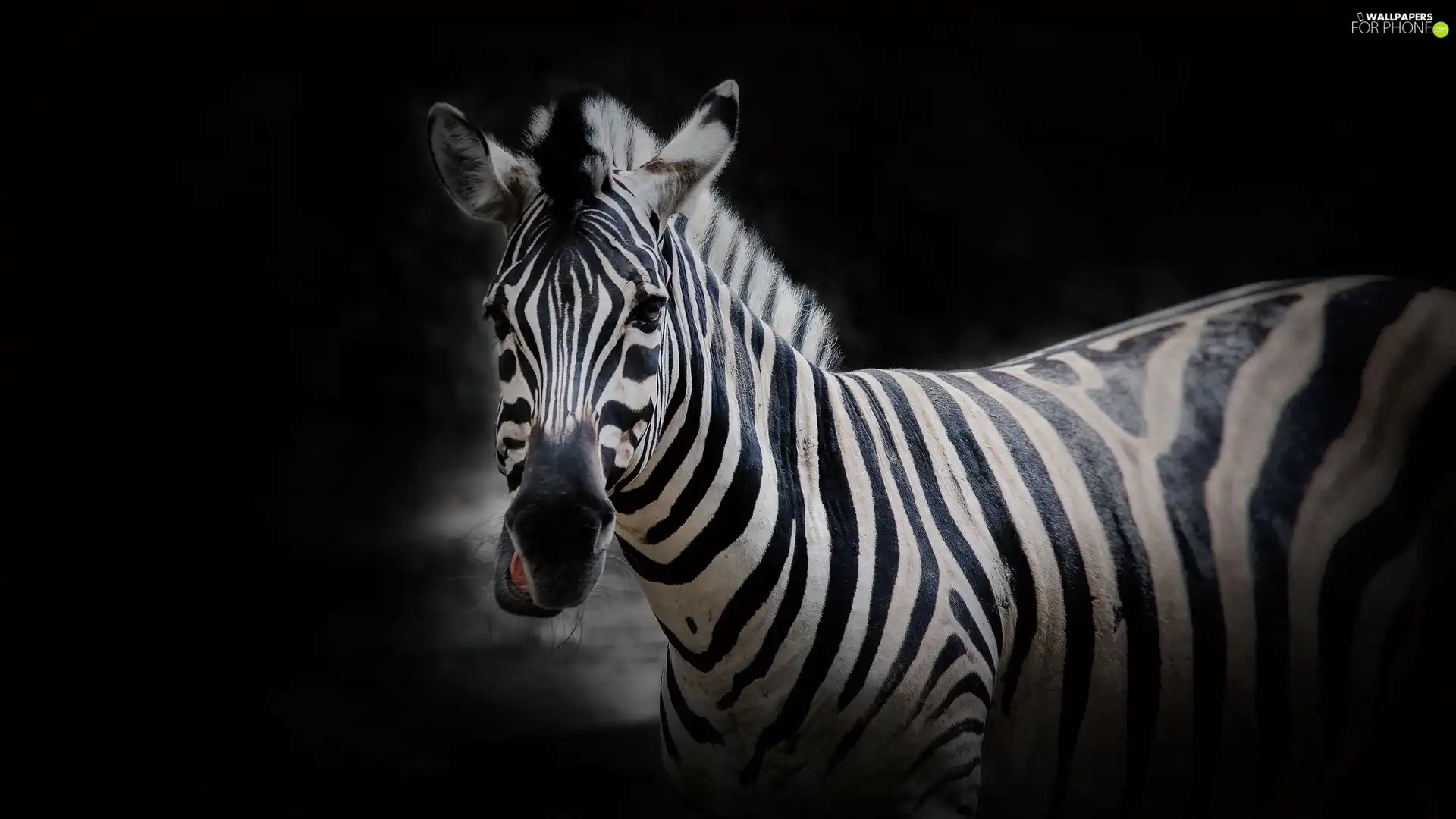 Zebra, Black, background, Head