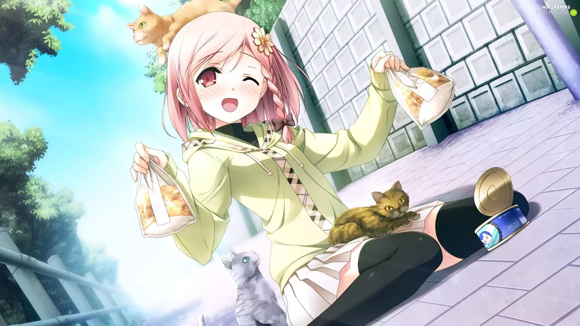 Can, cats, Manga, bag, girl, fodder, Anime