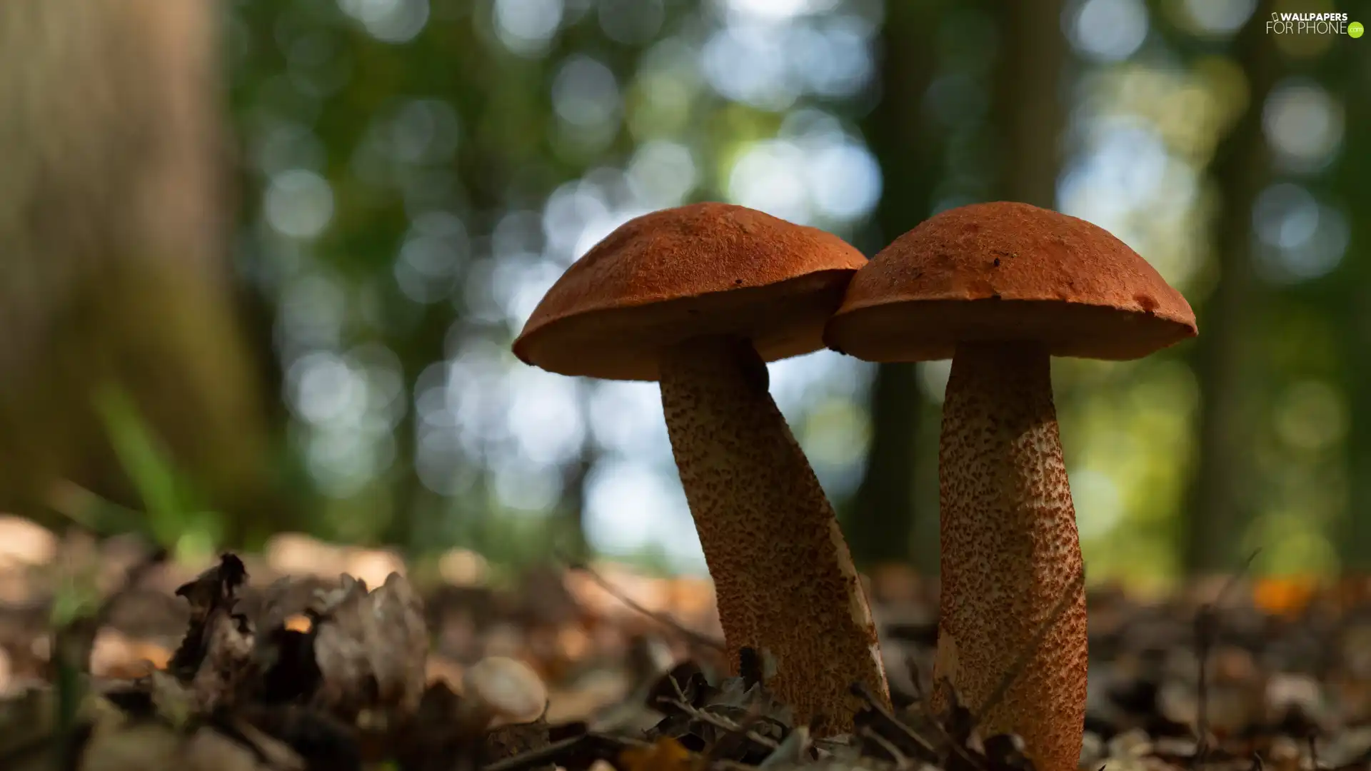 bagpipe, Leaf, mushrooms