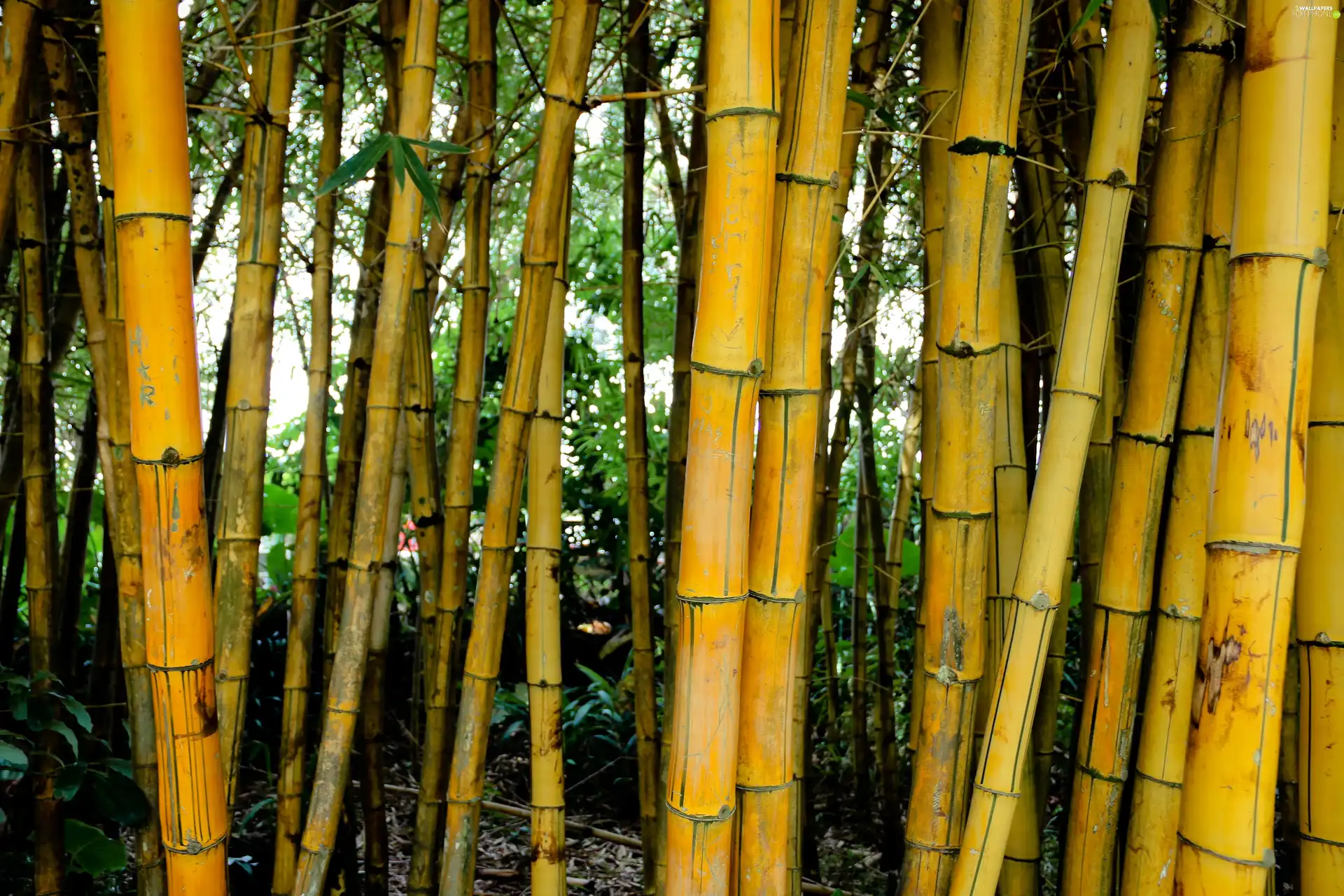 bamboo