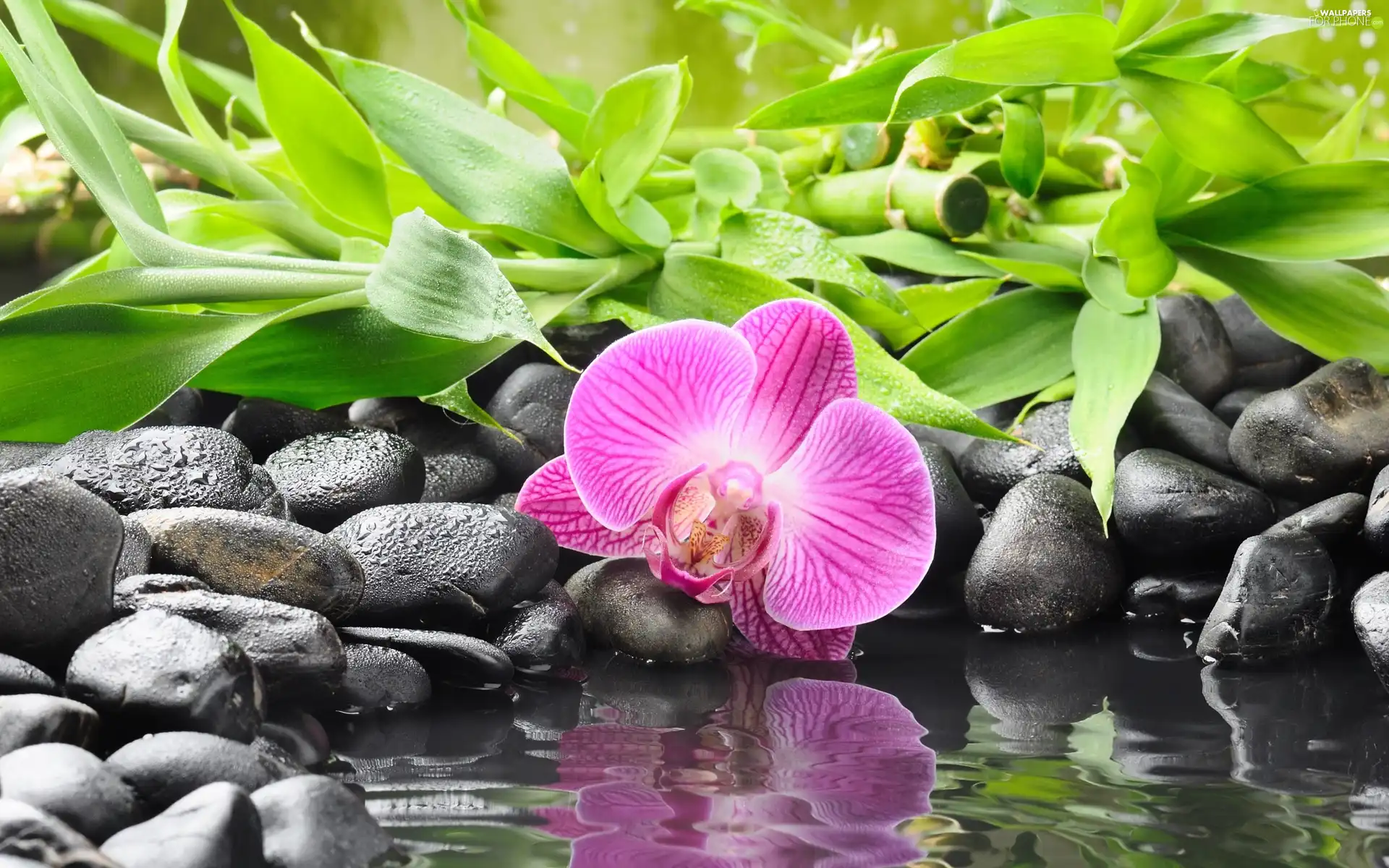 Stones, orchid, bamboo, Colourfull Flowers