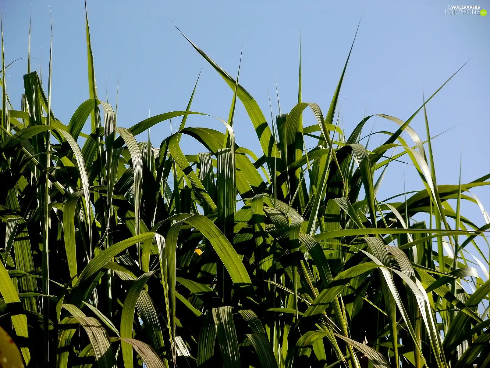nature, bamboo