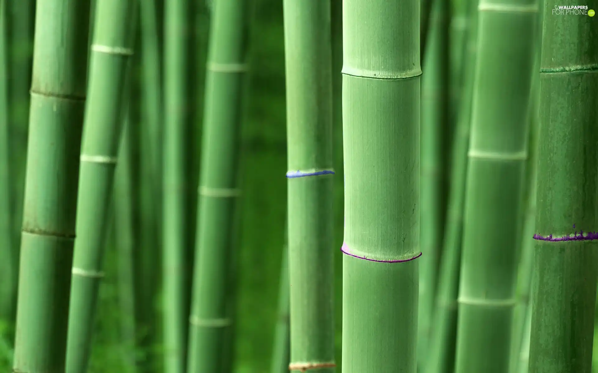 stems, bamboo