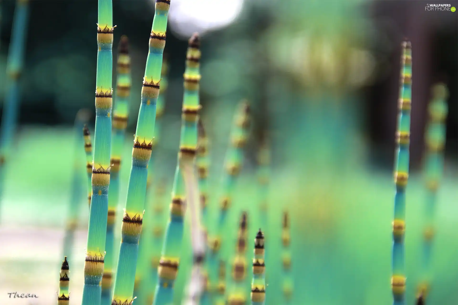 bamboo