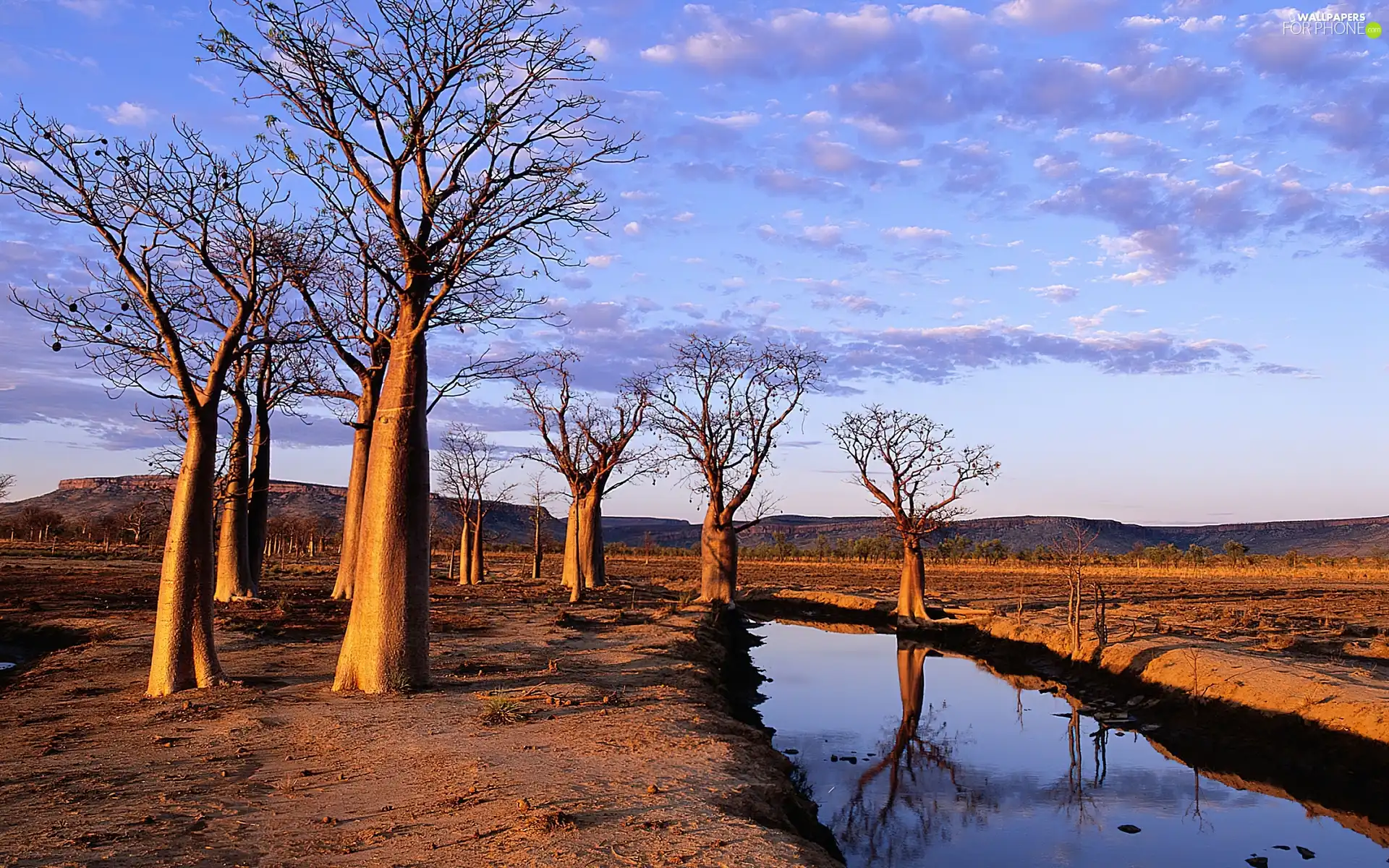 River, viewes, Baobab, trees