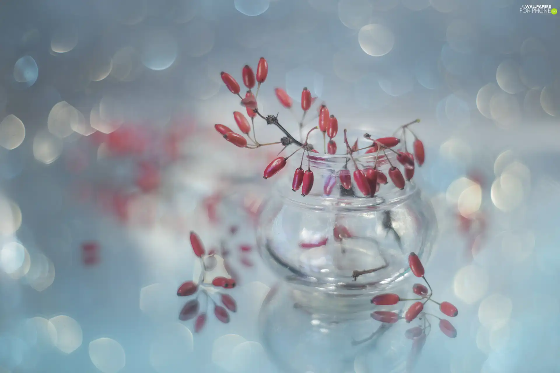 barberry, vase