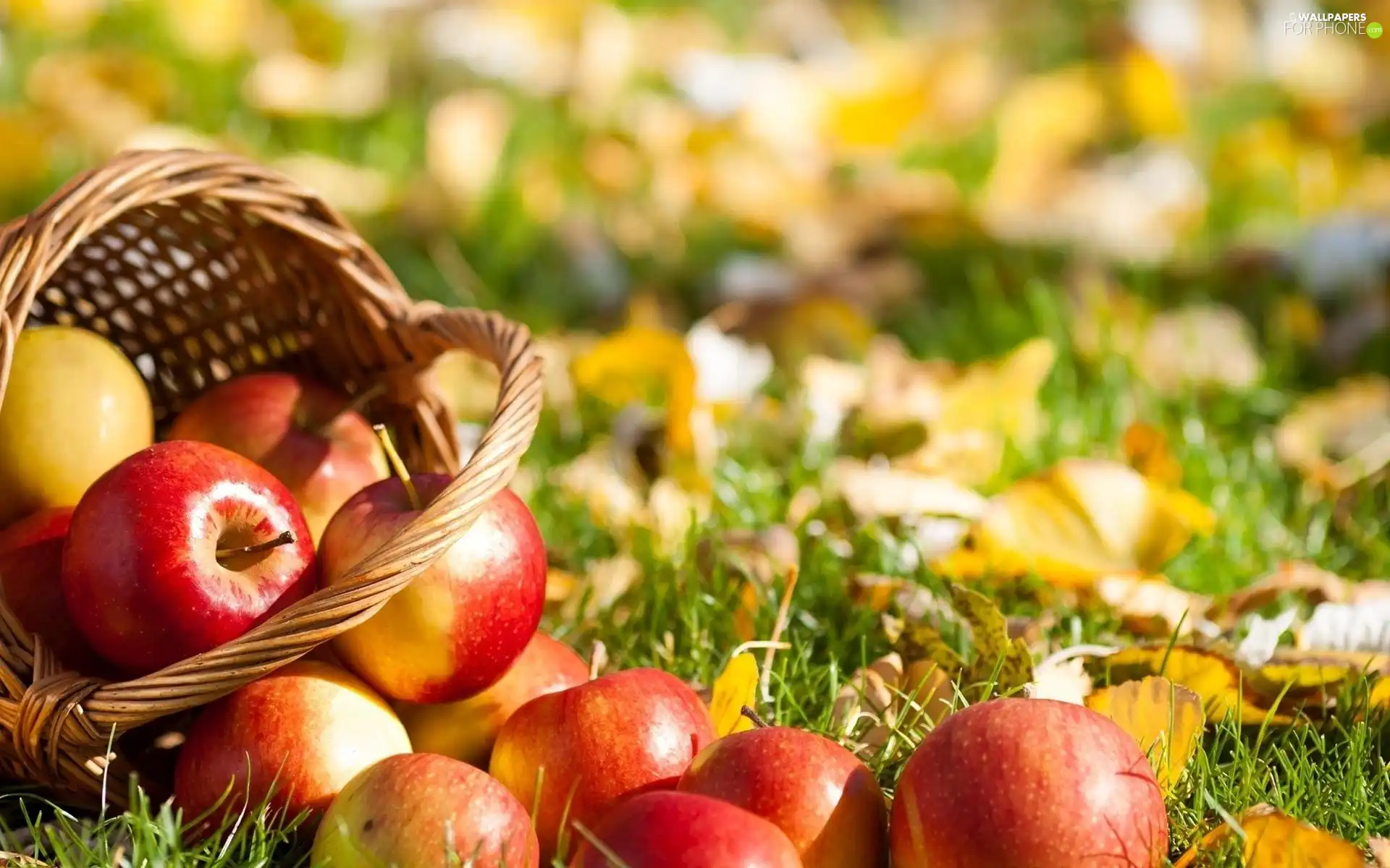 apples, basket