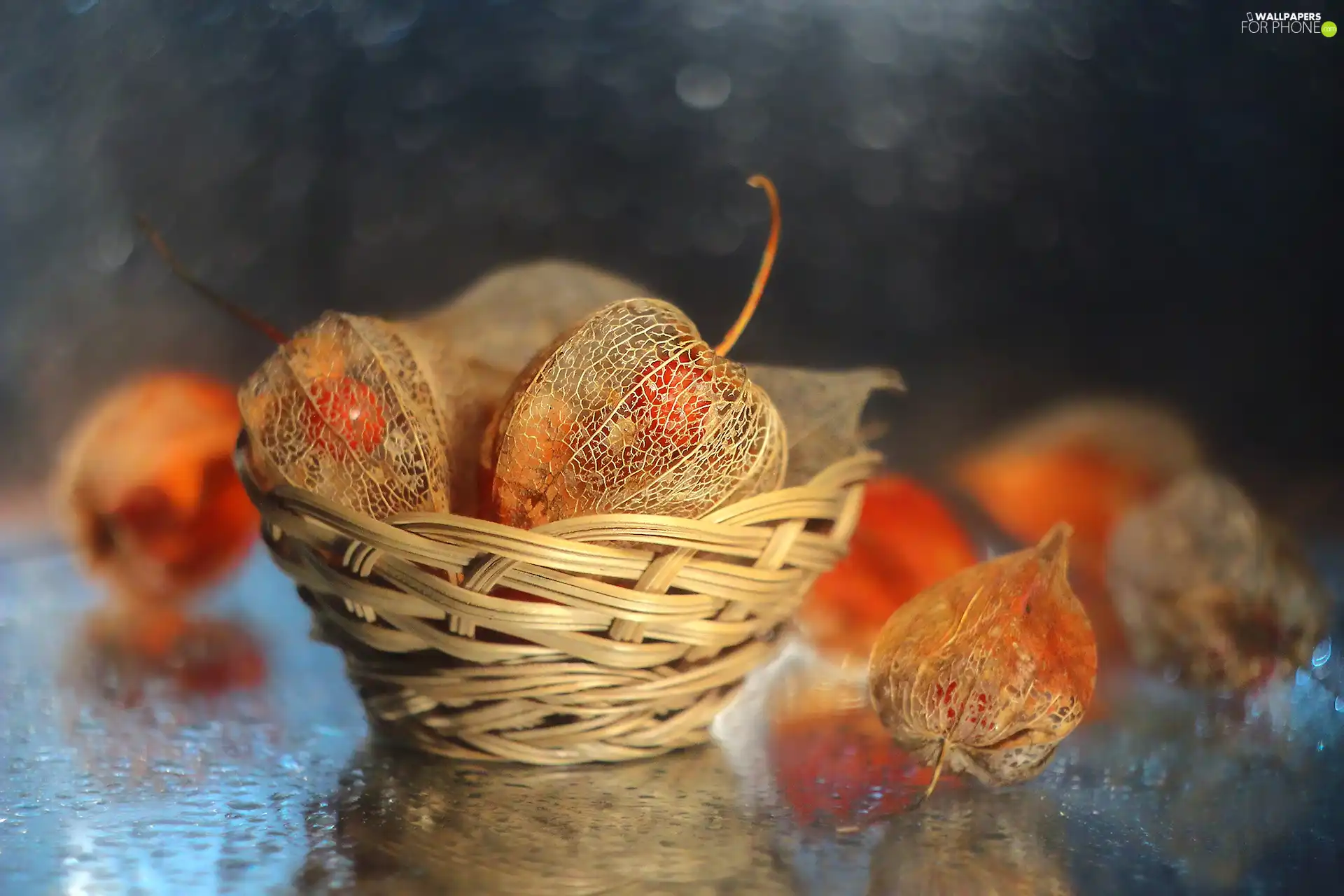 physalis bloated, Plants, basket, dry