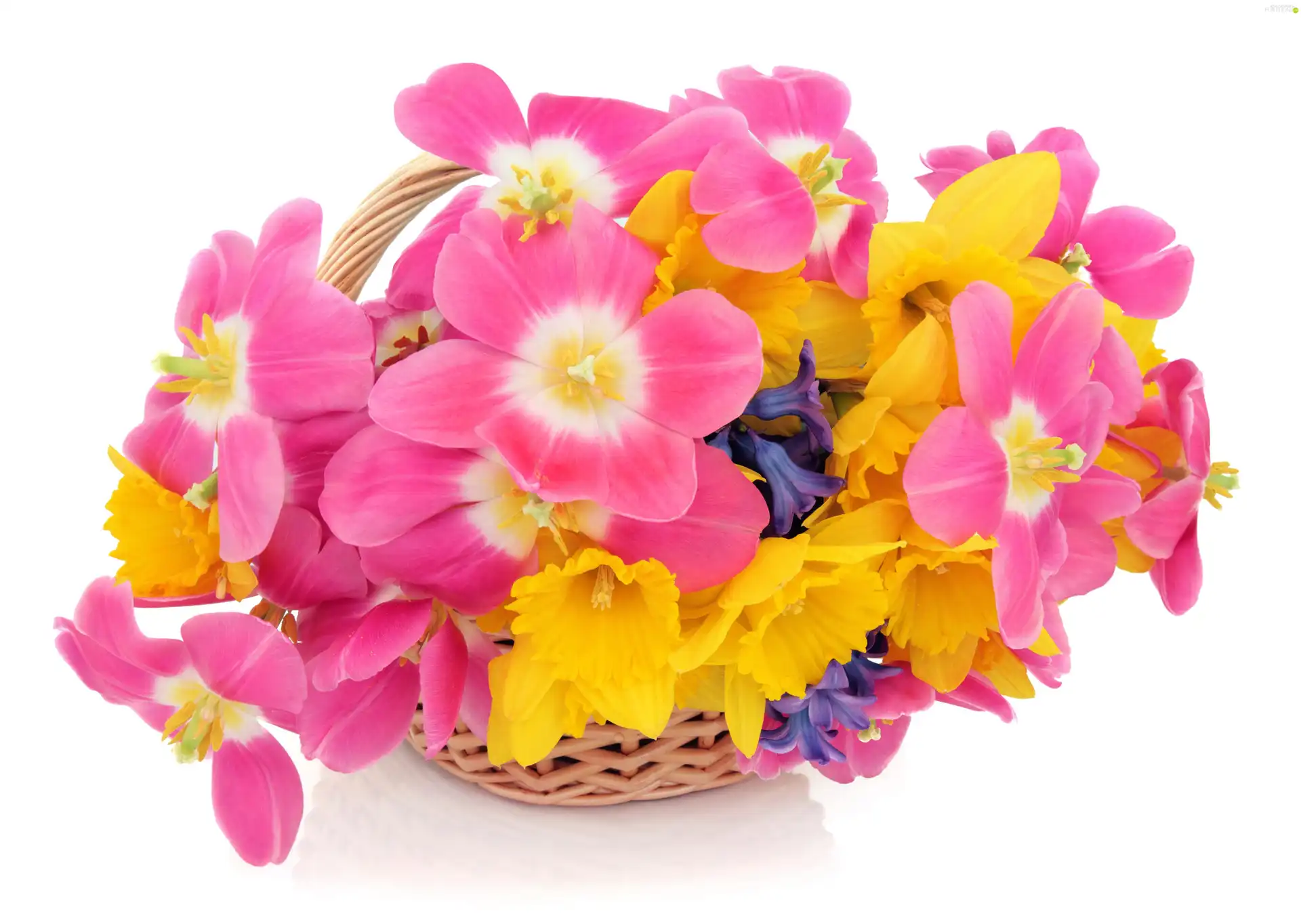 Daffodils, wicker, basket, Tulips