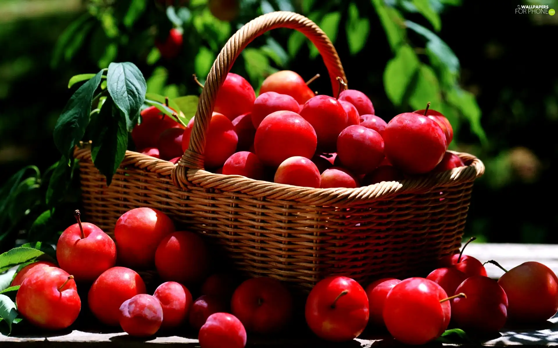 basket, Red, plums