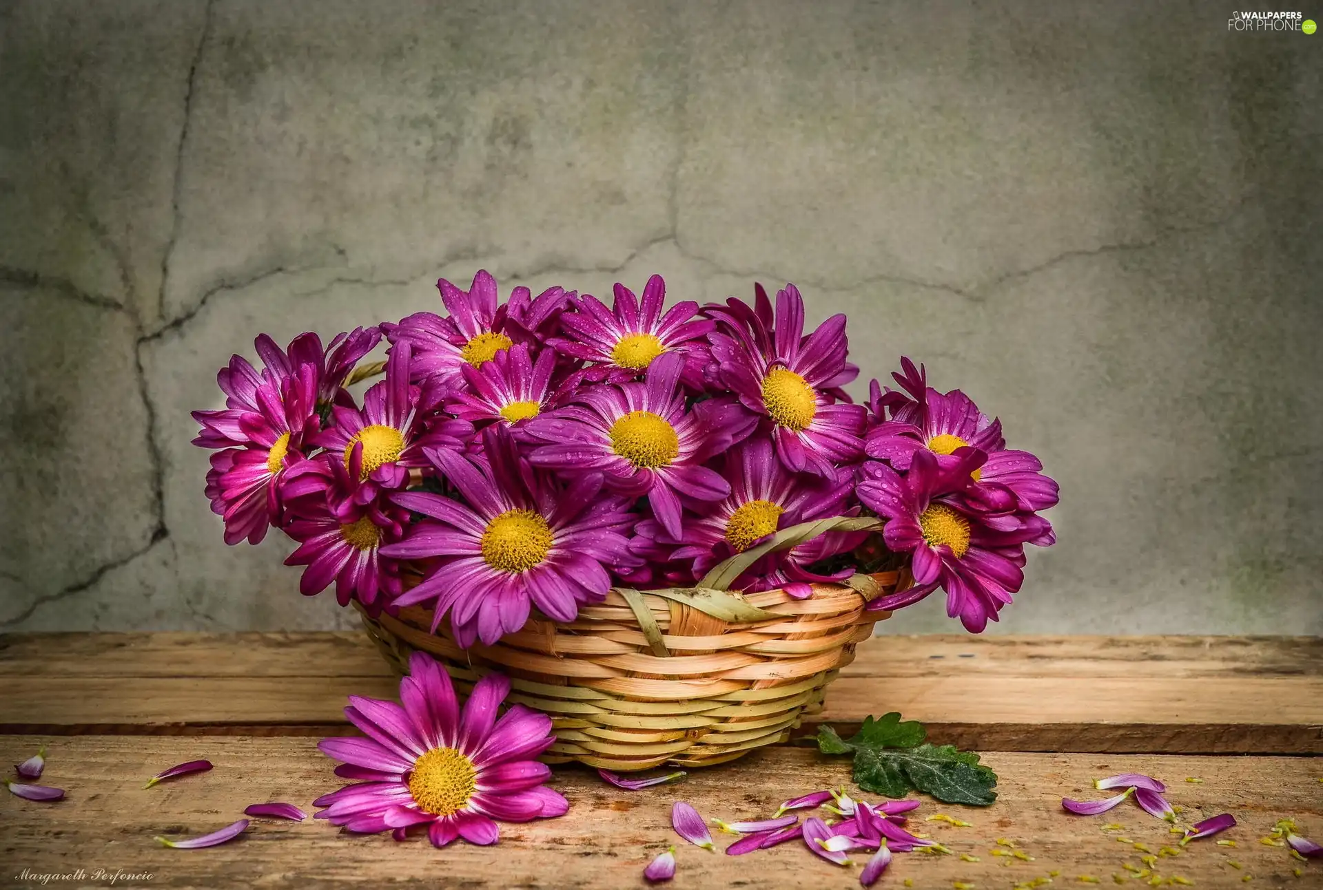 basket, purple, chrysanthemums
