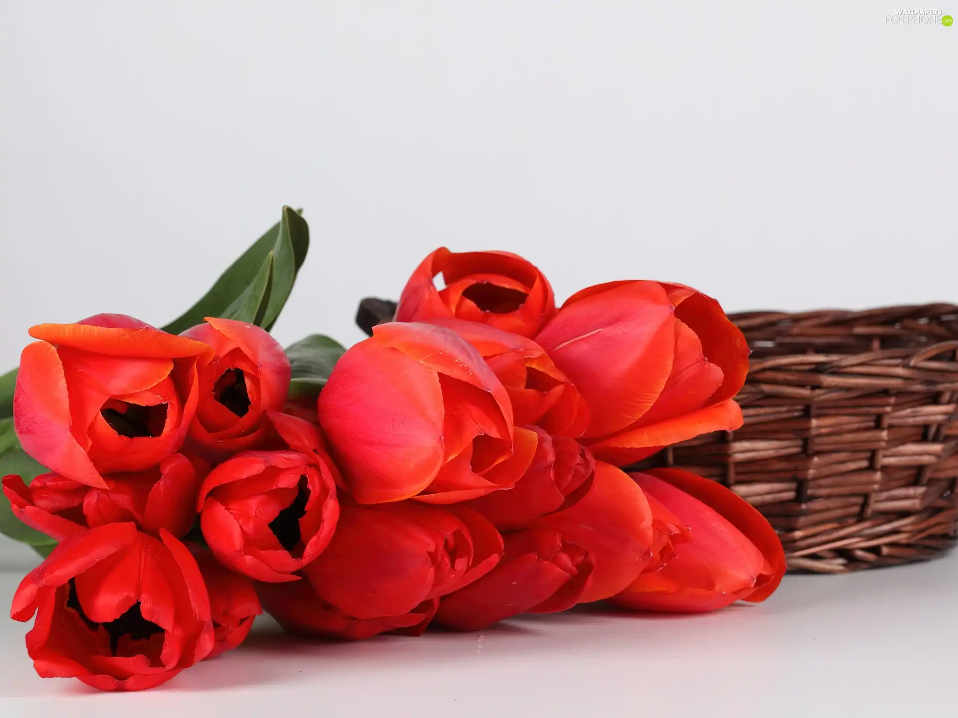 Red, wicker, basket, Tulips