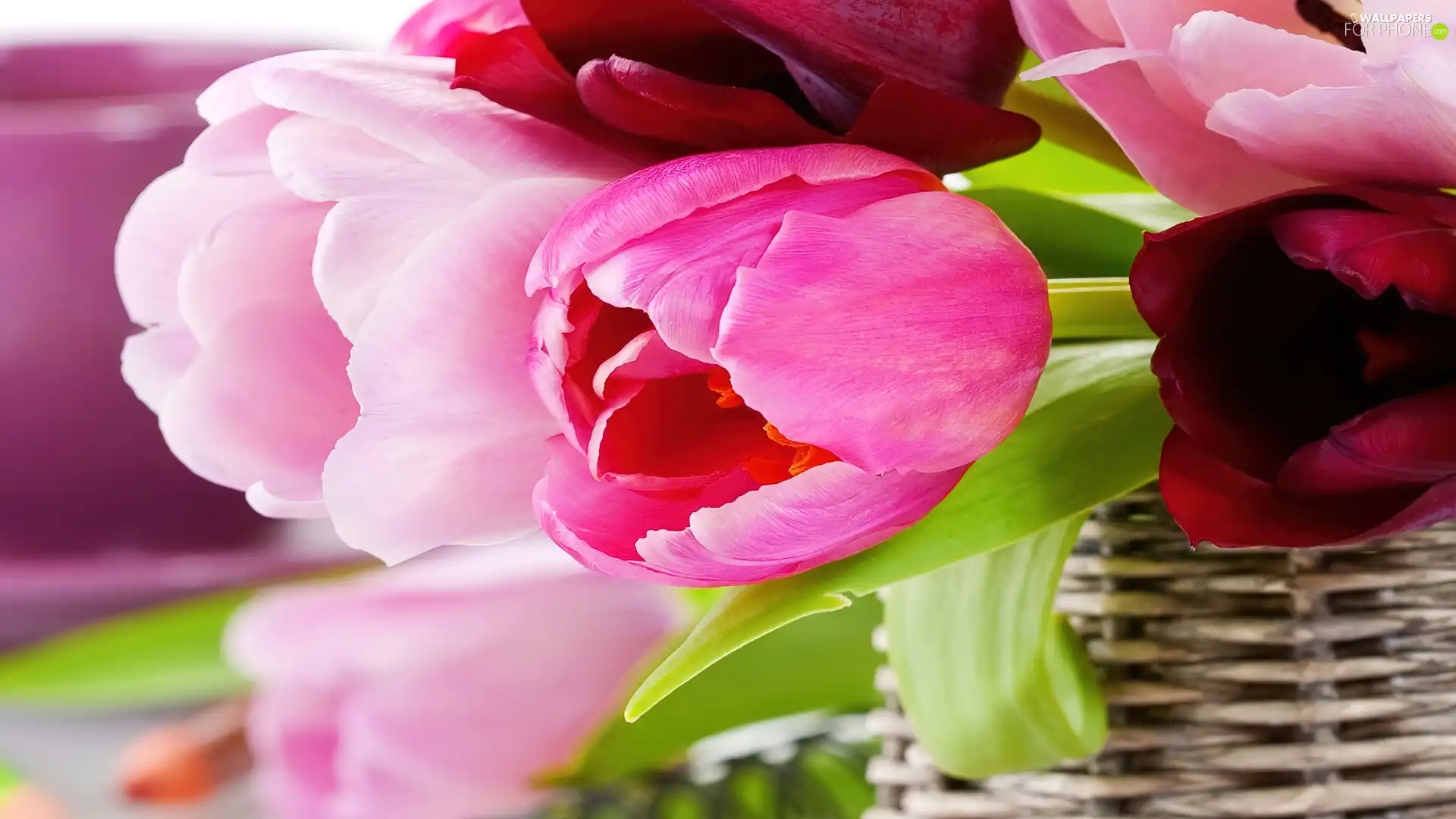 basket, Pink, Tulips