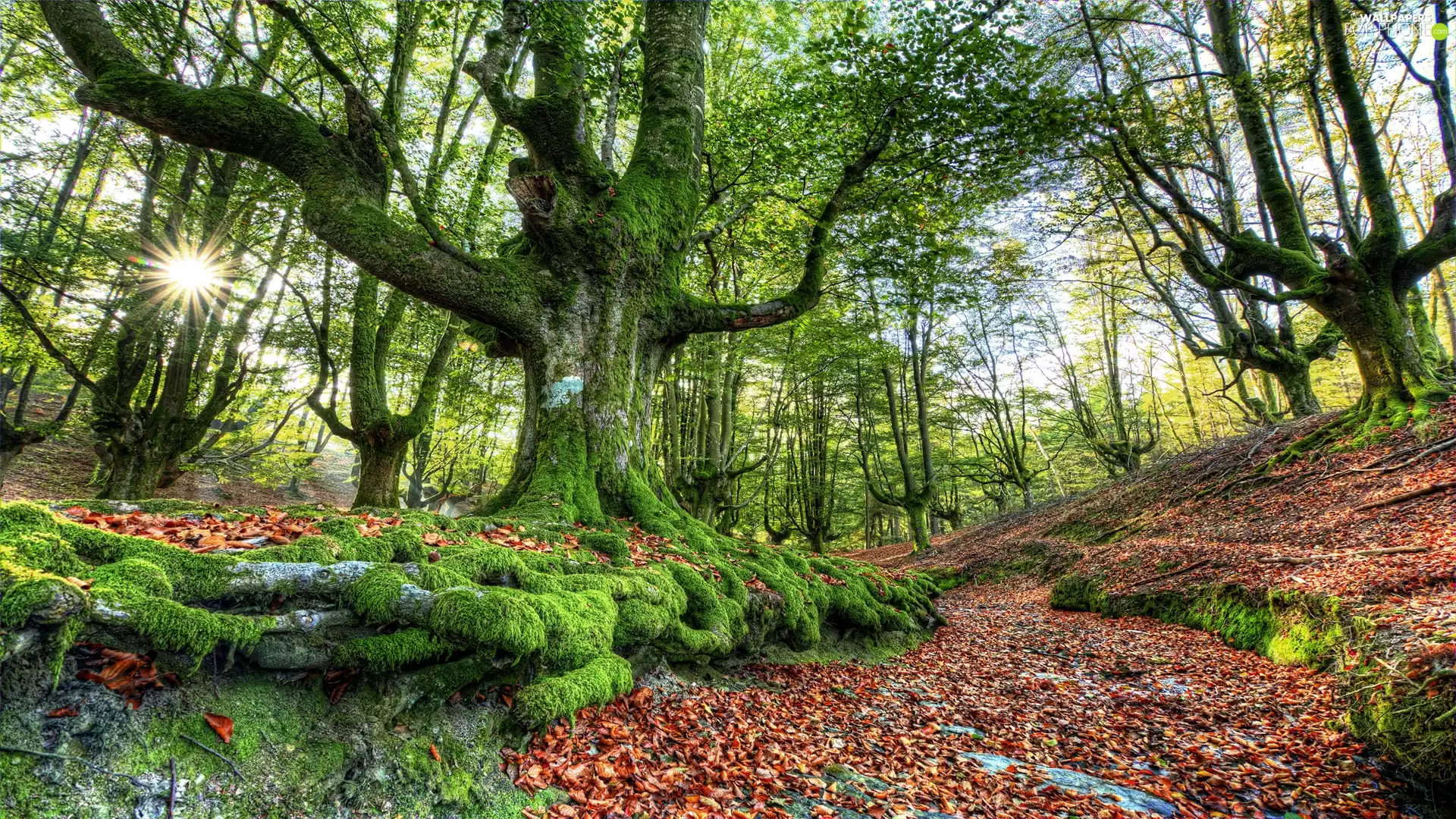 Spain, trees, rays of the Sun, viewes, autumn, Basque Country, Gorbea National Park, forest