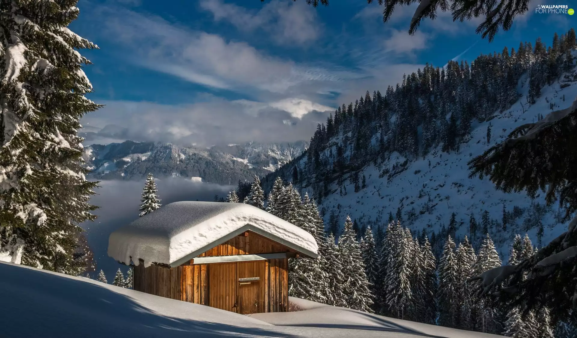 Bavaria, Germany, Obermaiselstein, Allgäu Alps, Spruces, cote, Mountains, Snowy, winter