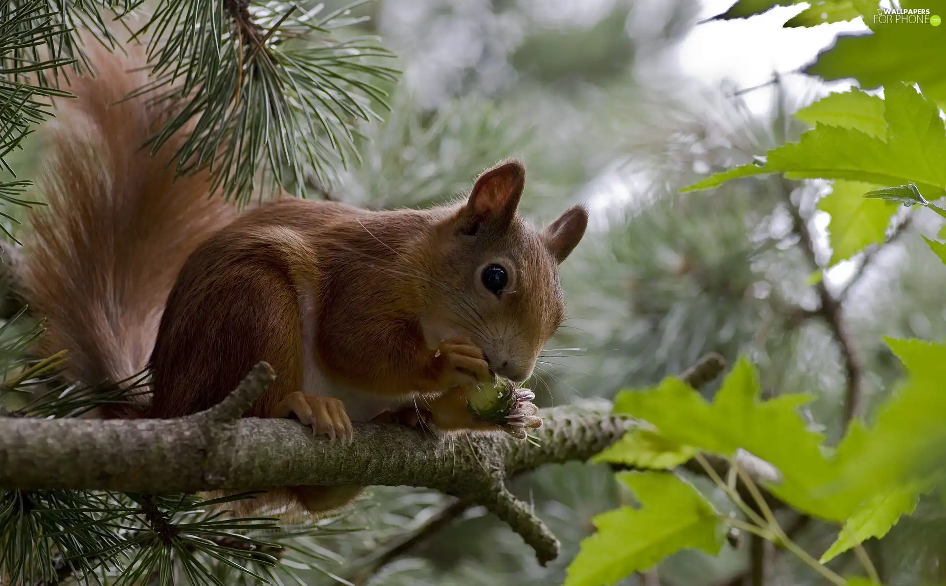 trees, Ginger, Conifers, Lod on the beach, squirrel, viewes, Leaf