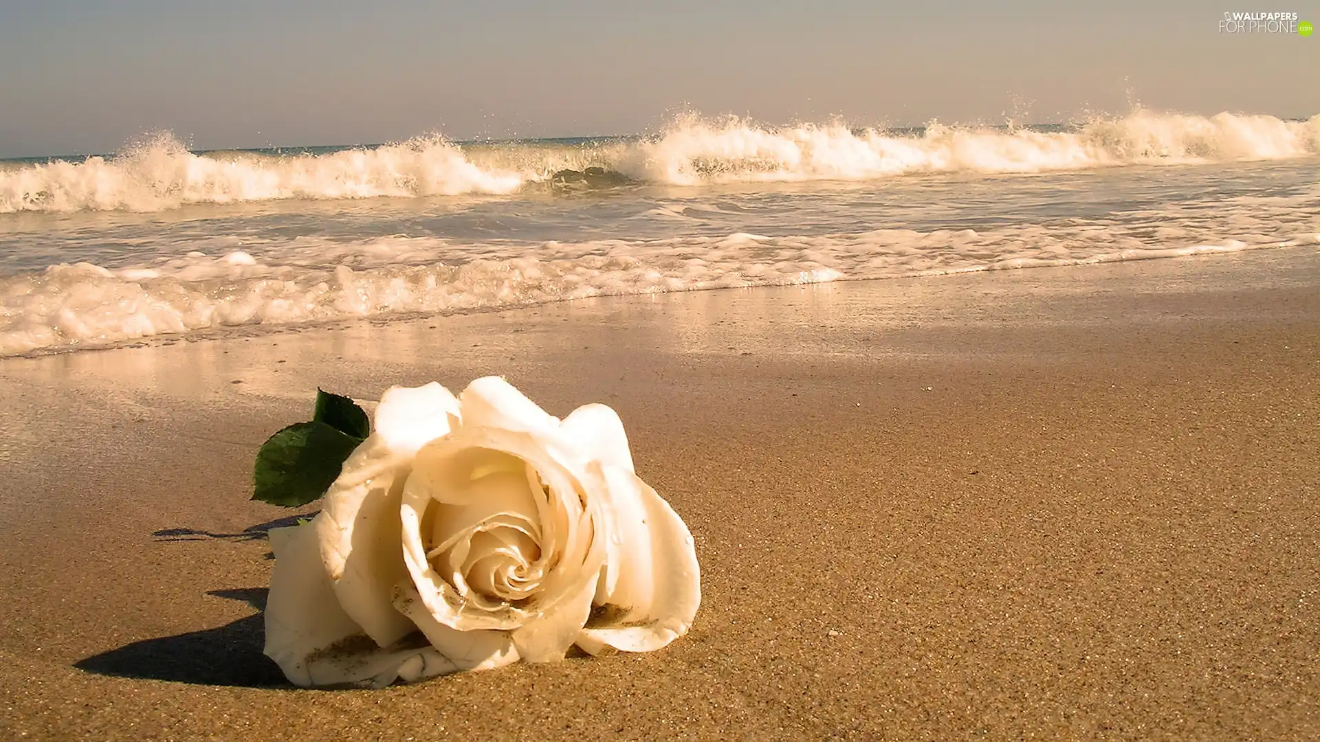 Beaches, Waves, rose