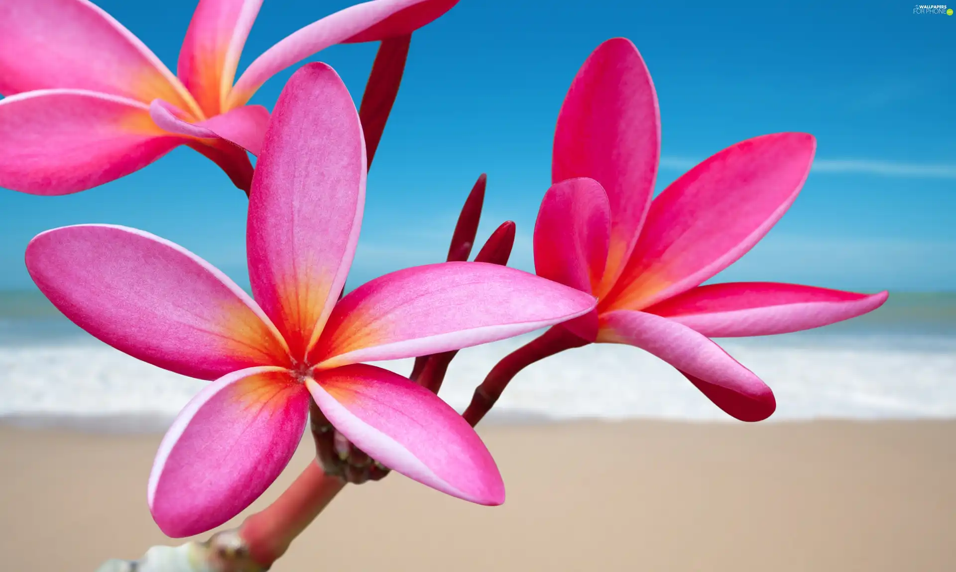 Beaches, sea, Plumeria, pink, Flowers